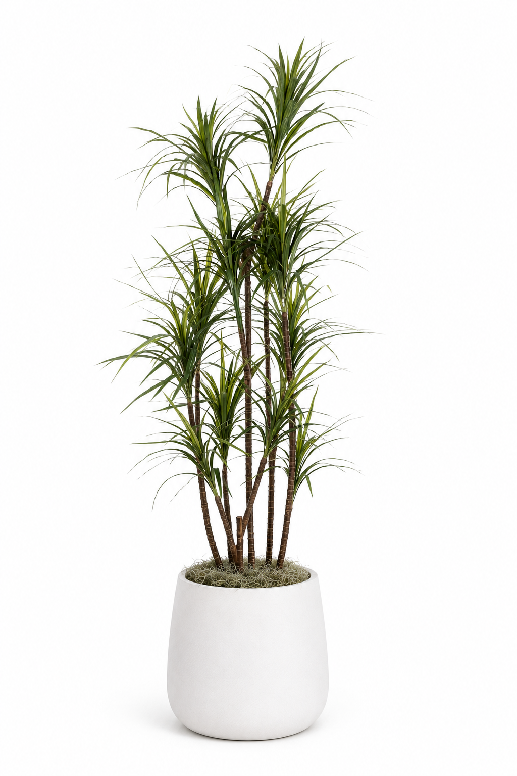 7.5' Dracaena in Large Cooper Planter