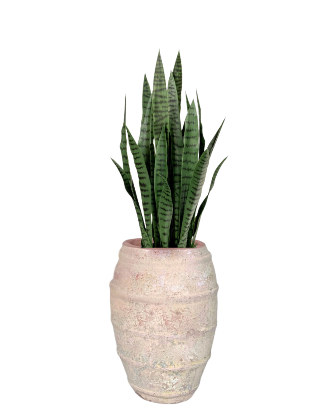 4' Snake Plant in Zara Planter PC1313CN1400SM