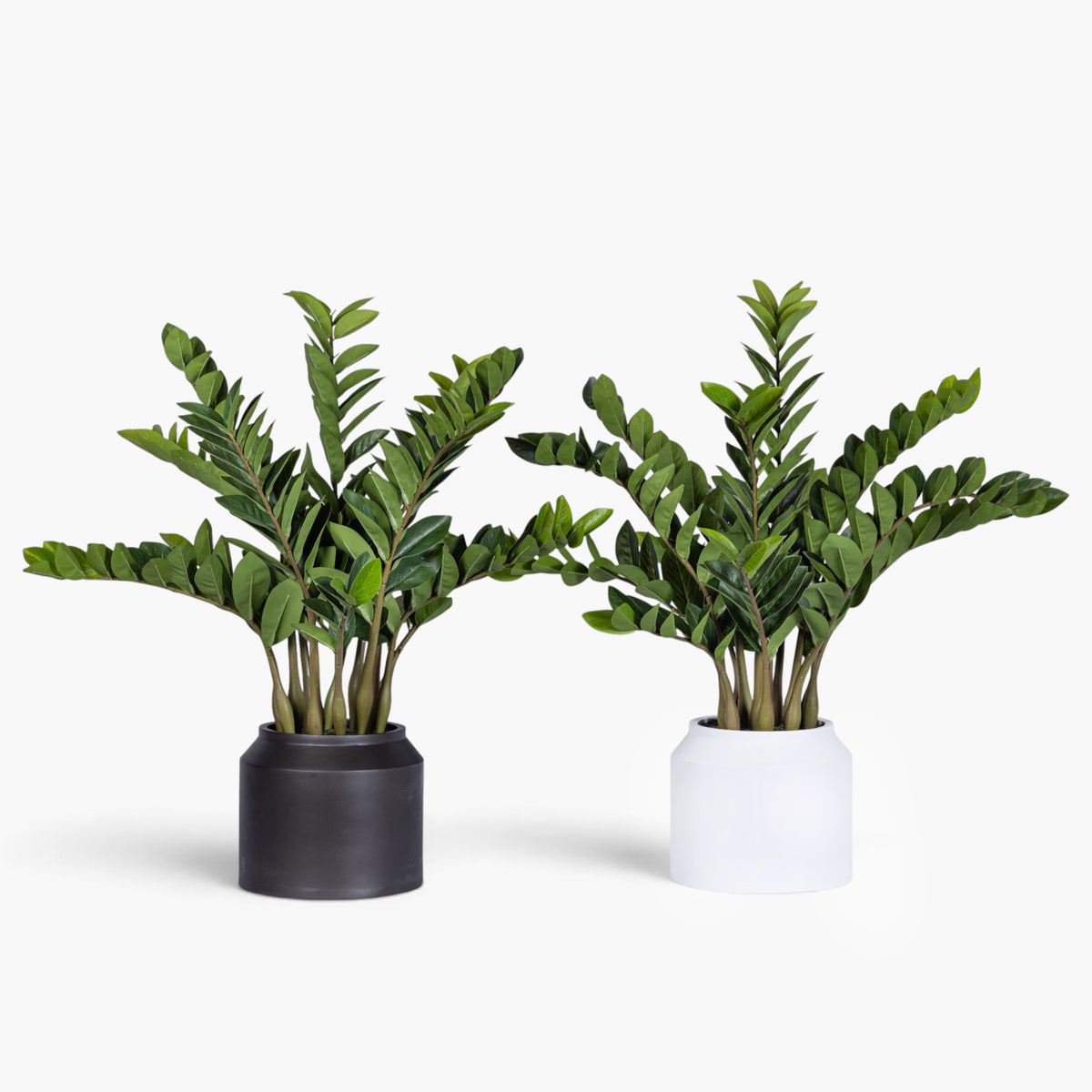 3' ZZ Plant in White Pot | Black Pot