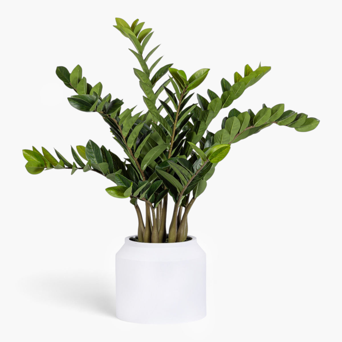 3' ZZ Plant in White Pot | Black Pot