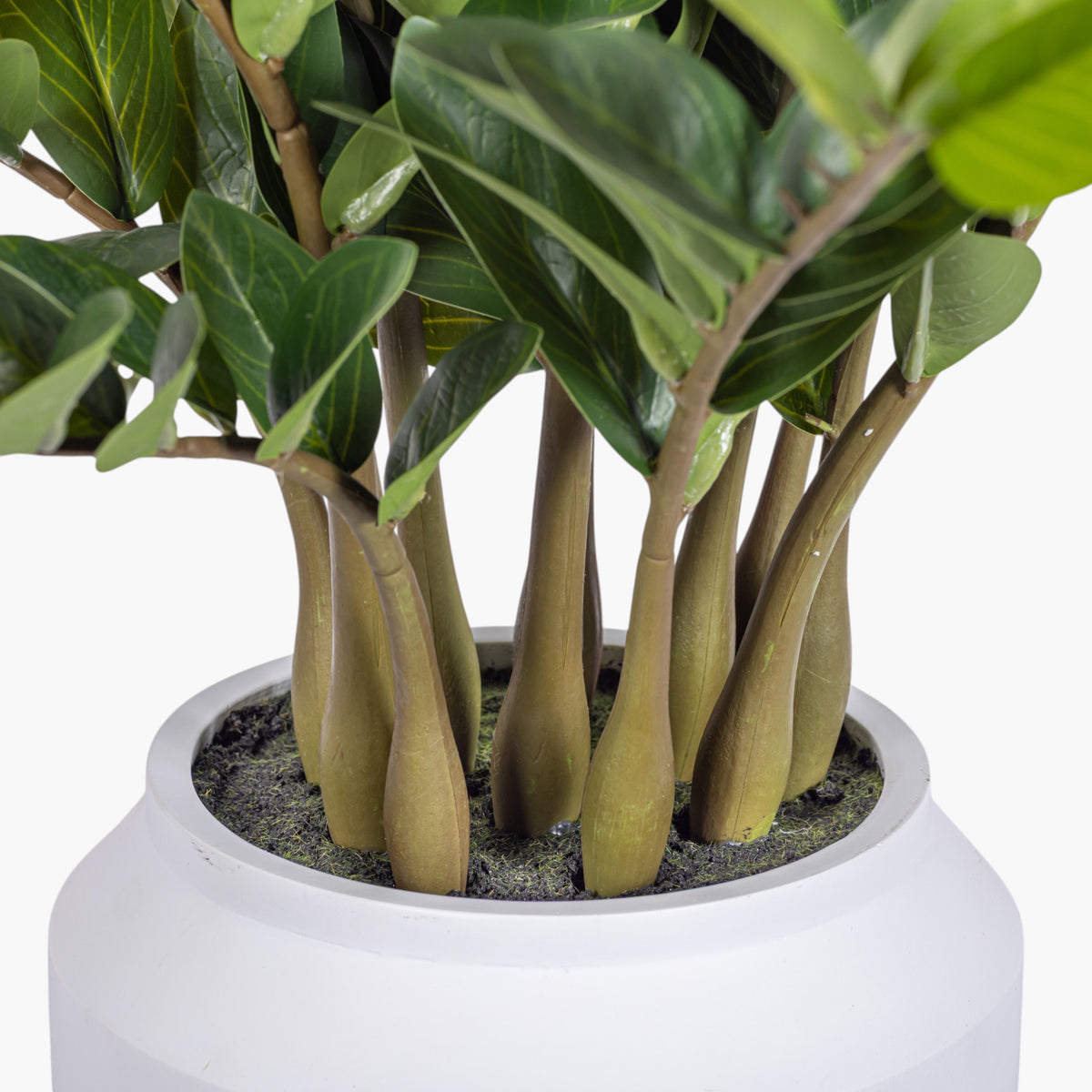 3' ZZ Plant in White Pot | Black Pot