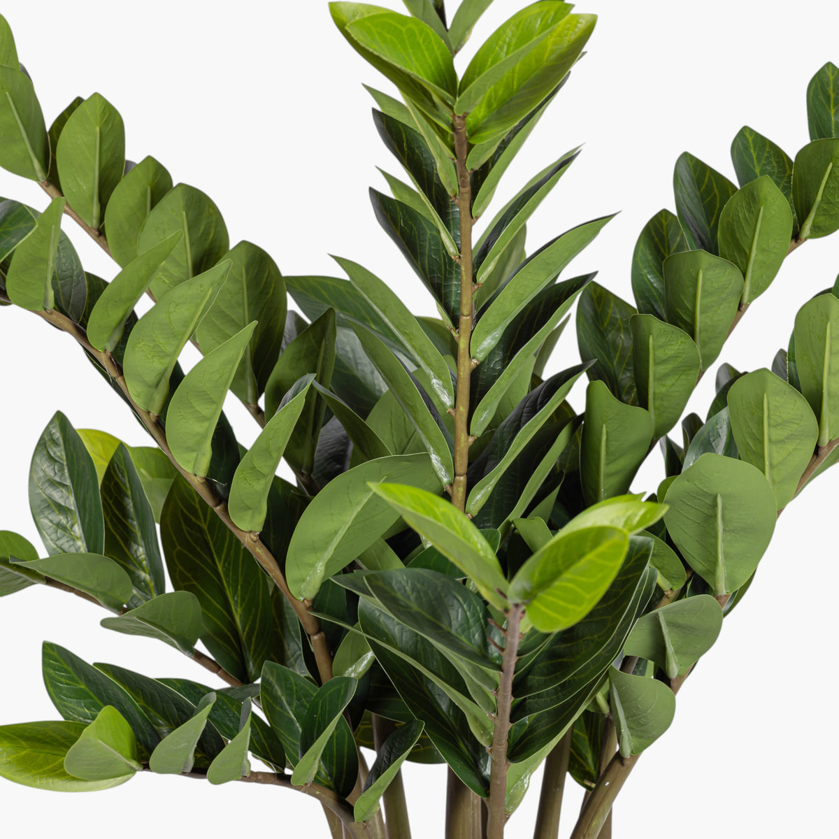 3' ZZ Plant in White Pot | Black Pot