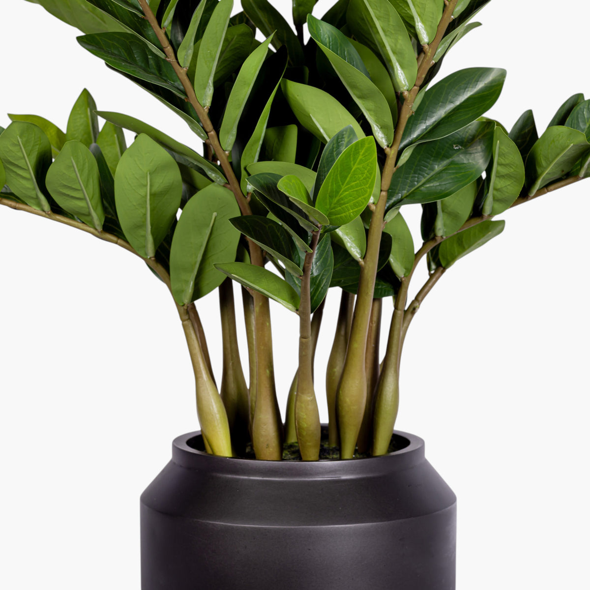 3' ZZ Plant in White Pot | Black Pot