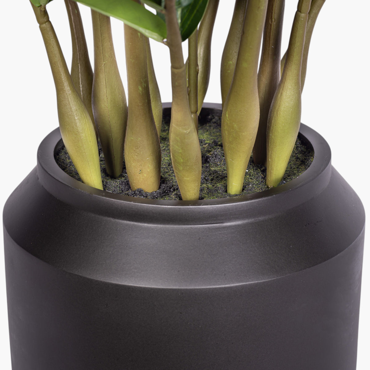 3' ZZ Plant in White Pot | Black Pot
