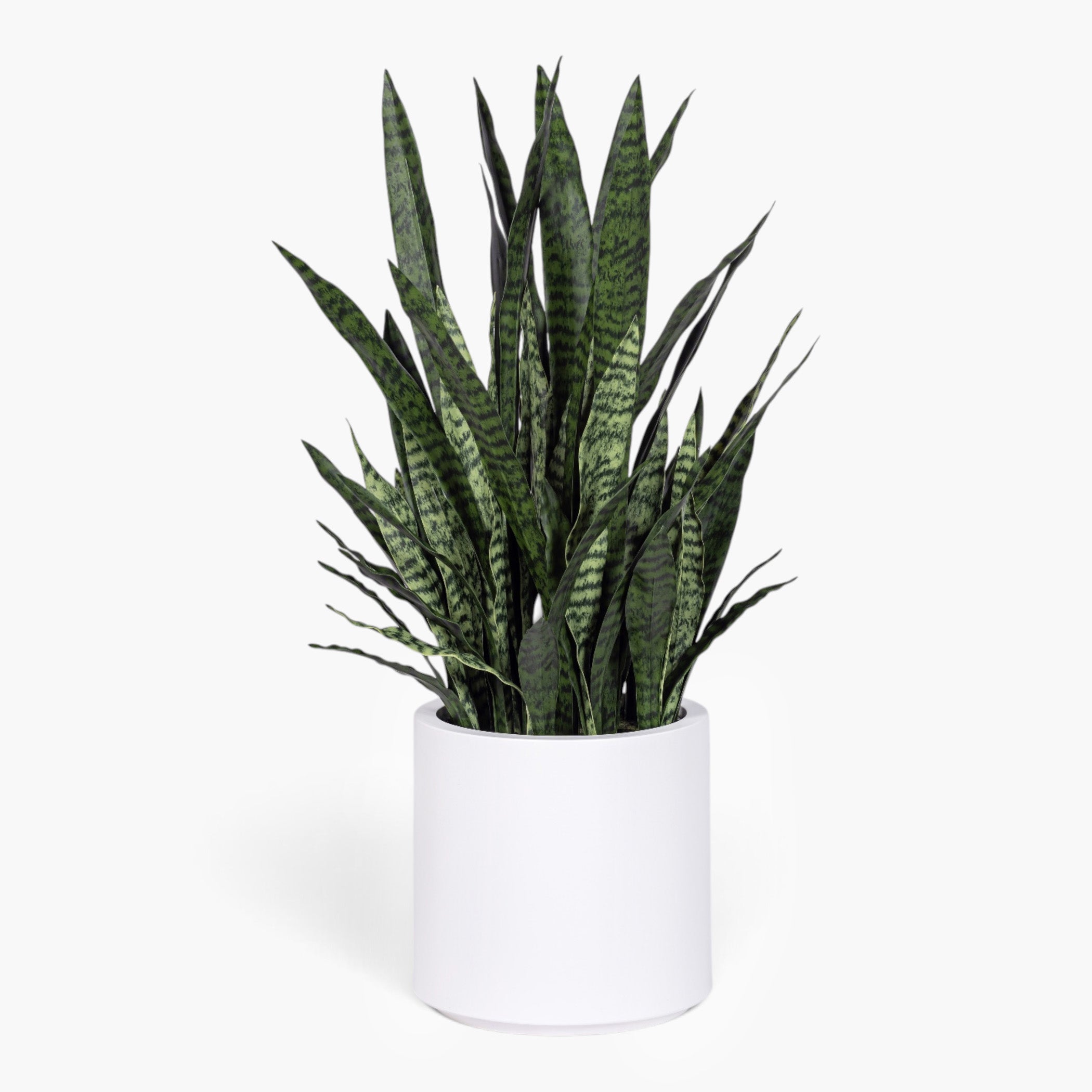 3.5' Snake Plant in White Pot | Black Pot