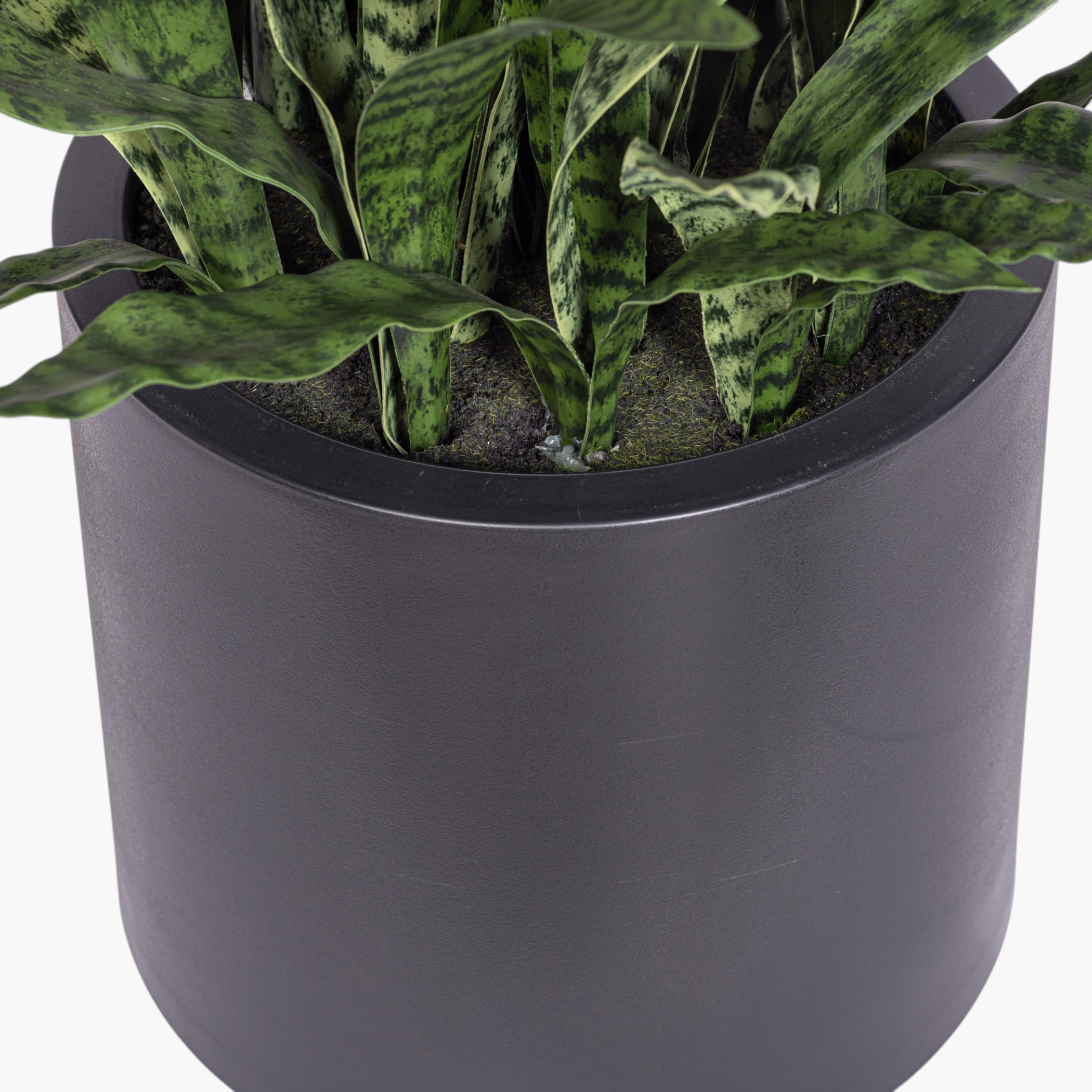 3.5' Snake Plant in White Pot | Black Pot