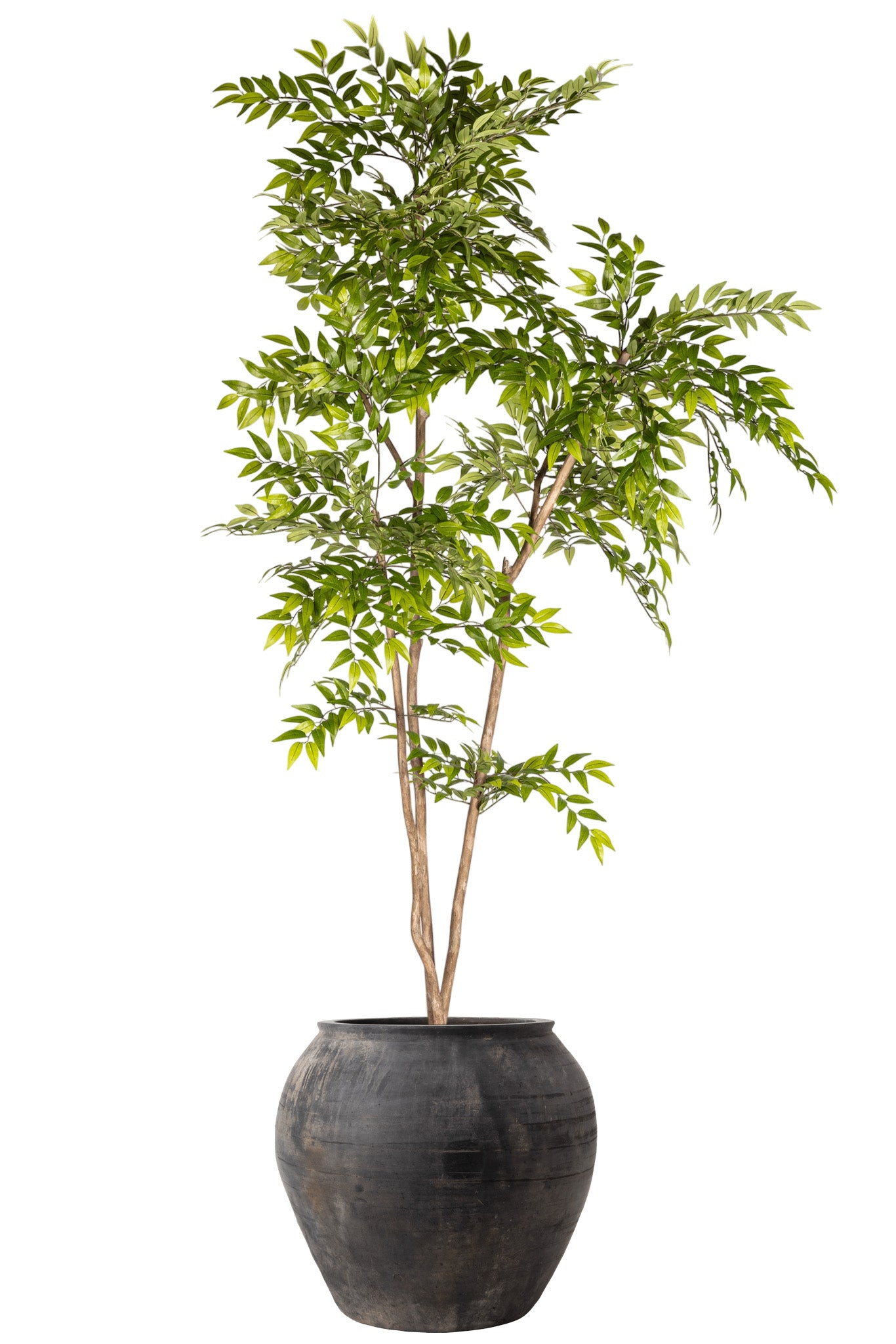 8' French Ficus in Vintage Clay Planter
