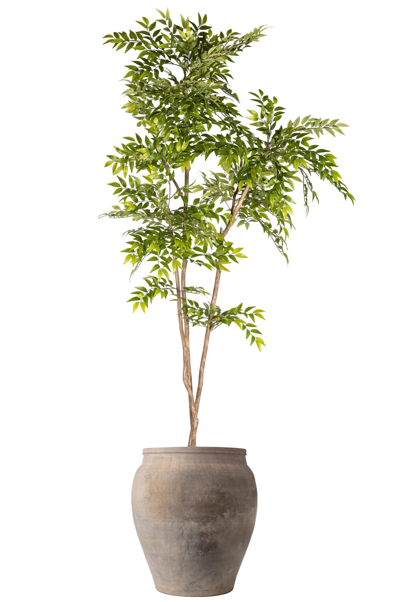 8.5' French Ficus Tree in Vintage Clay Pot