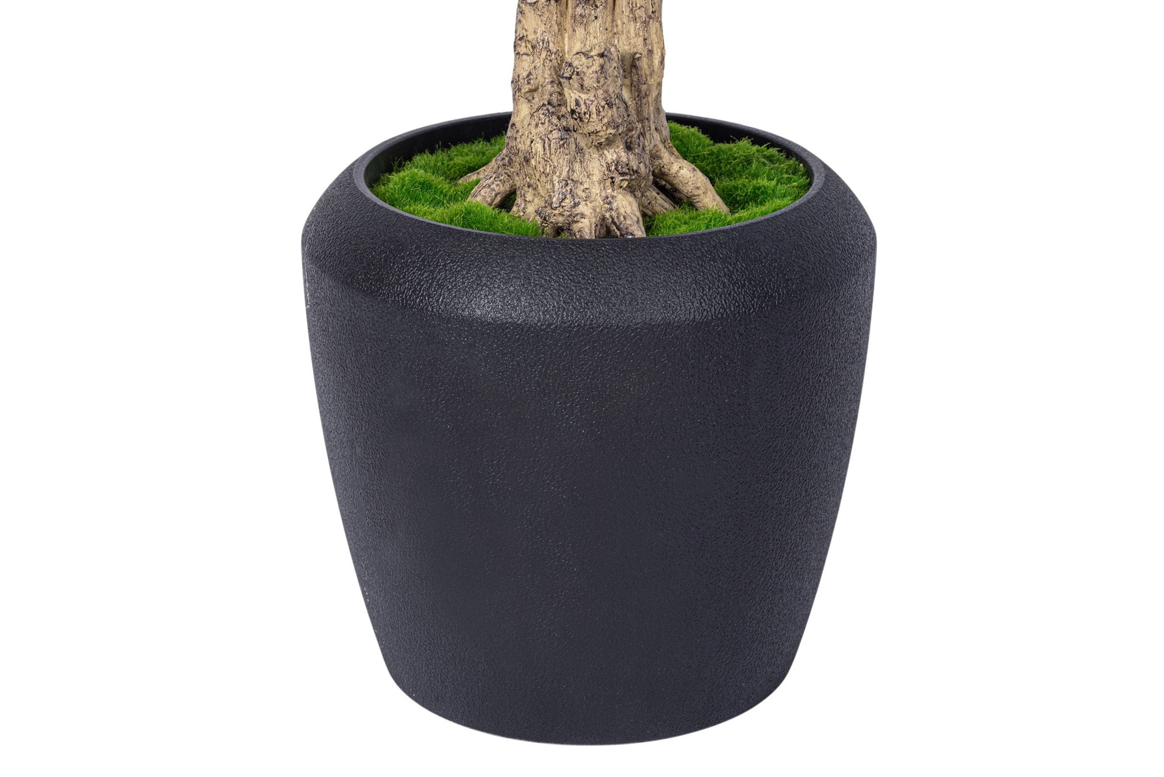 7' Dracaena Marginata in Round Tapered Pot