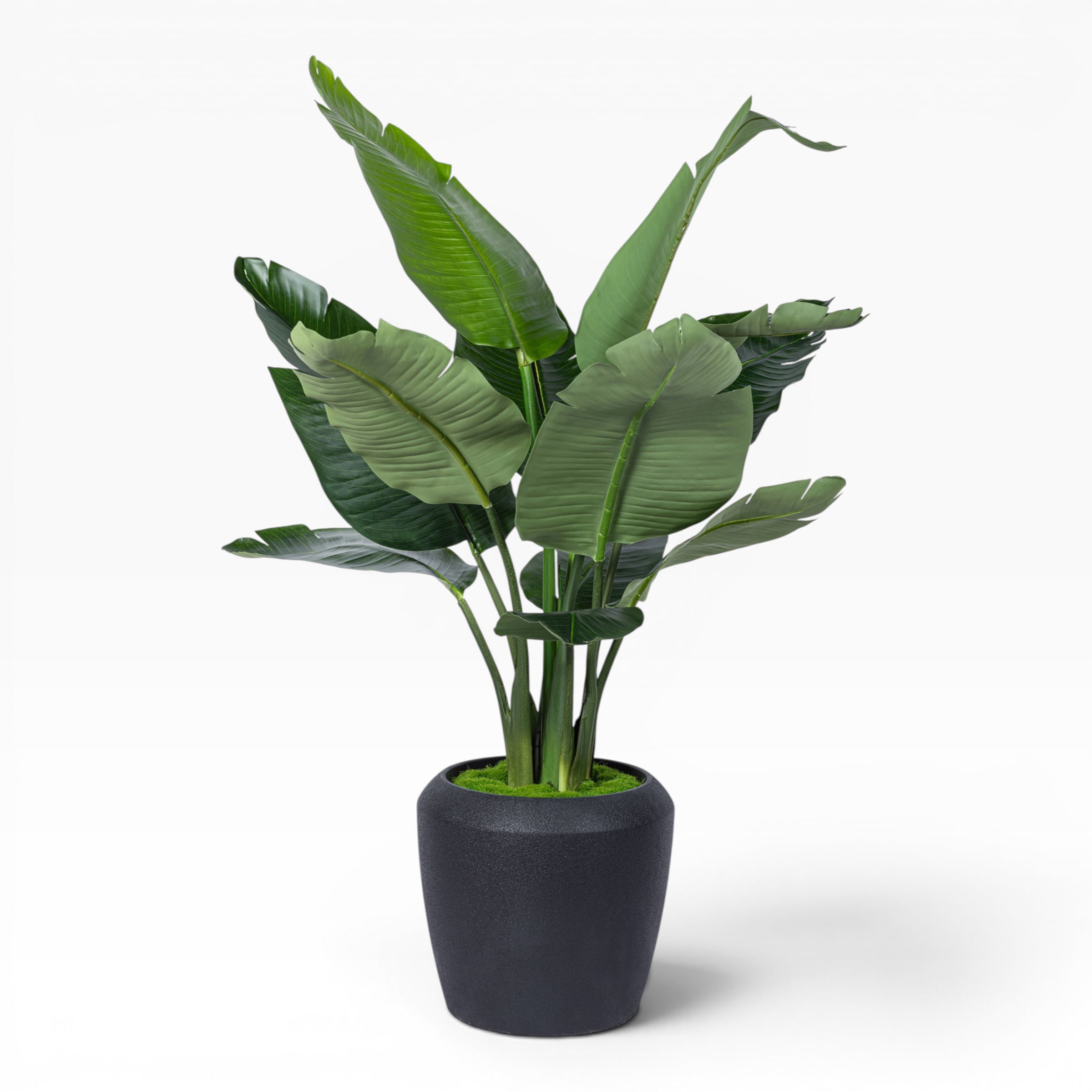 4' Bird of Paradise in Tapered Pot with Green Moss