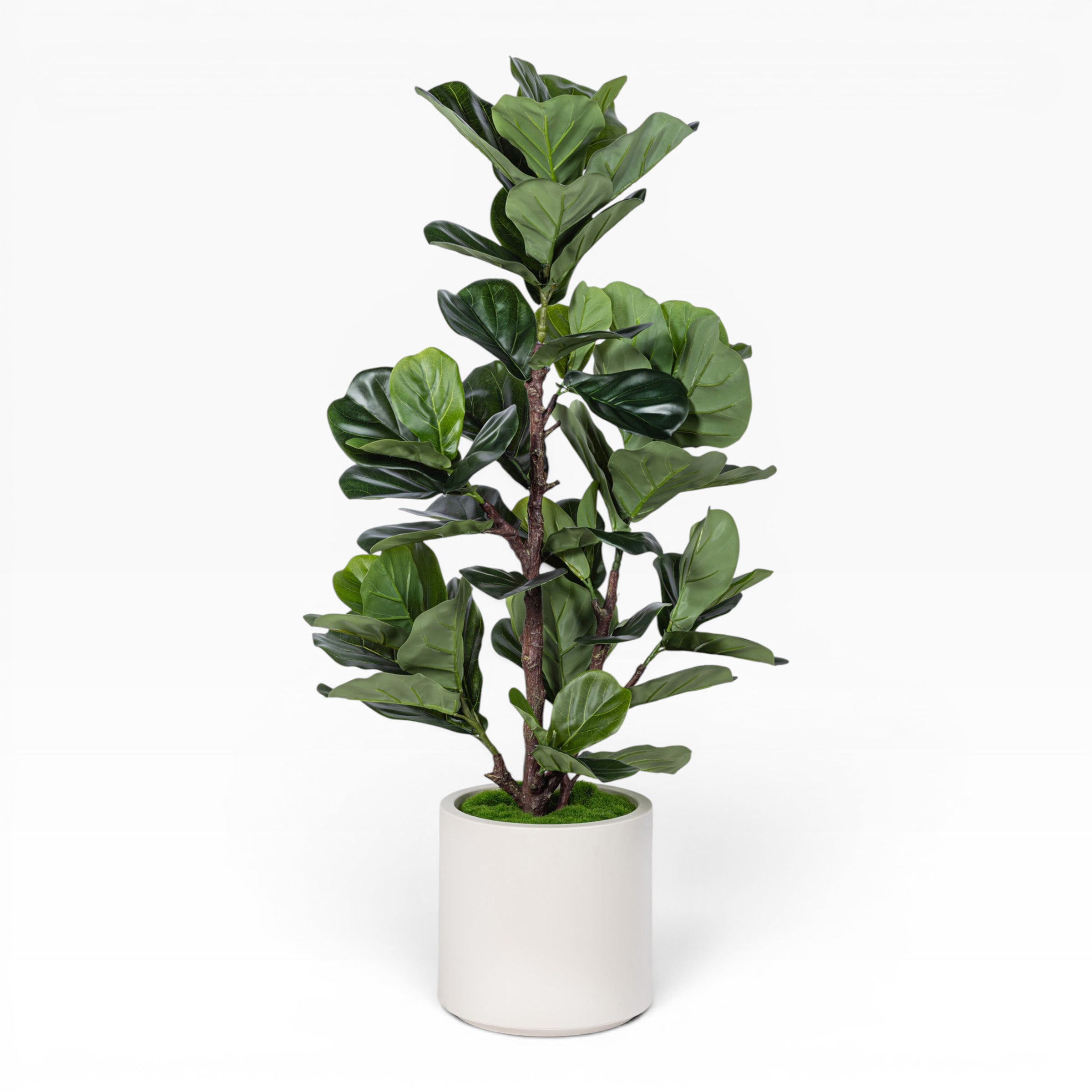 4' Fiddle Leaf Fig in Cylinder Pot with Green Moss