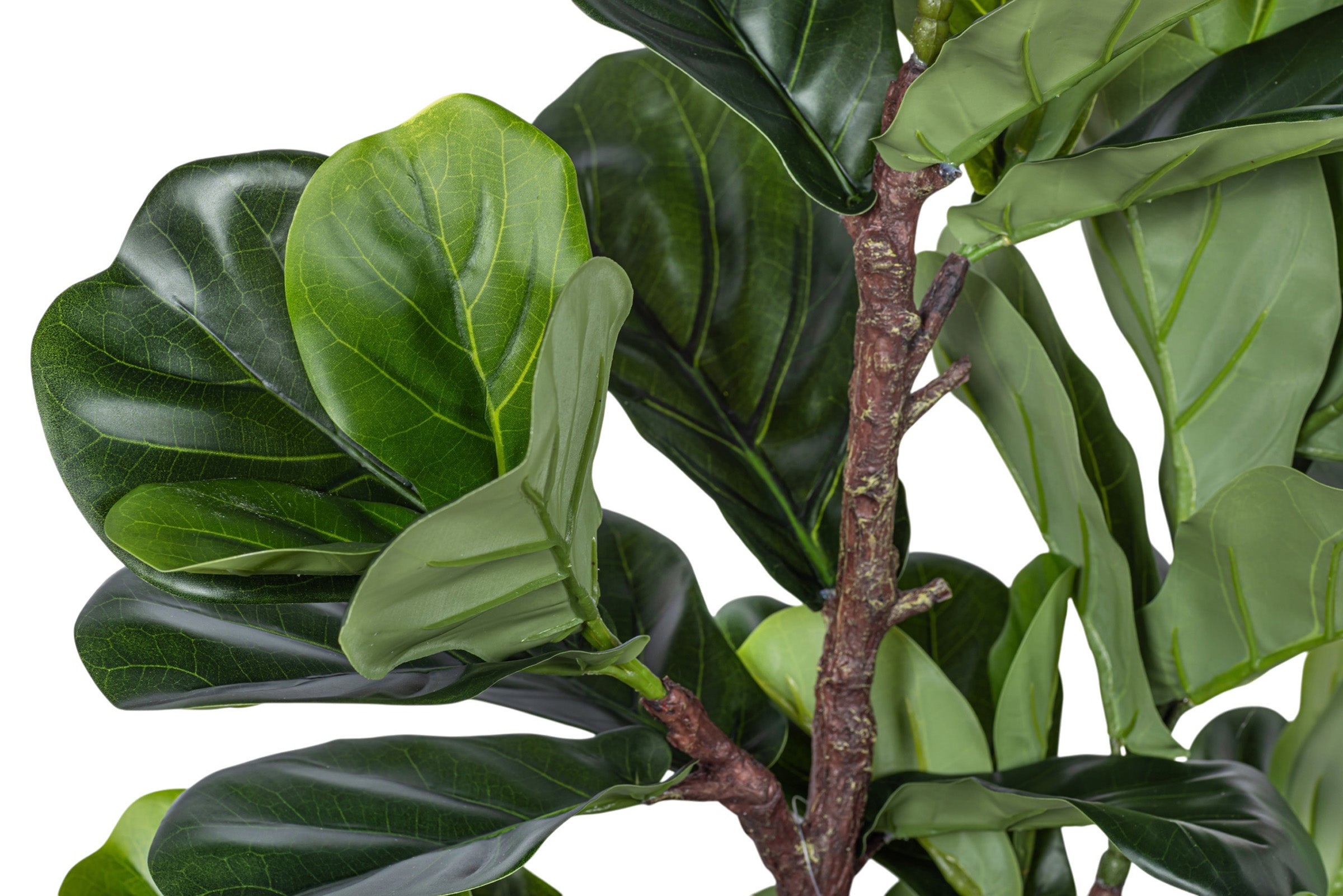 4' Fiddle Leaf Fig in Cylinder Pot with Green Moss