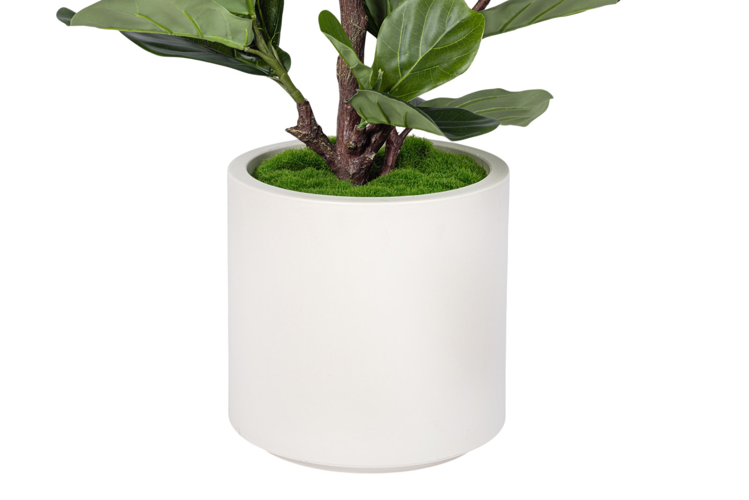 4' Fiddle Leaf Fig in Cylinder Pot with Green Moss