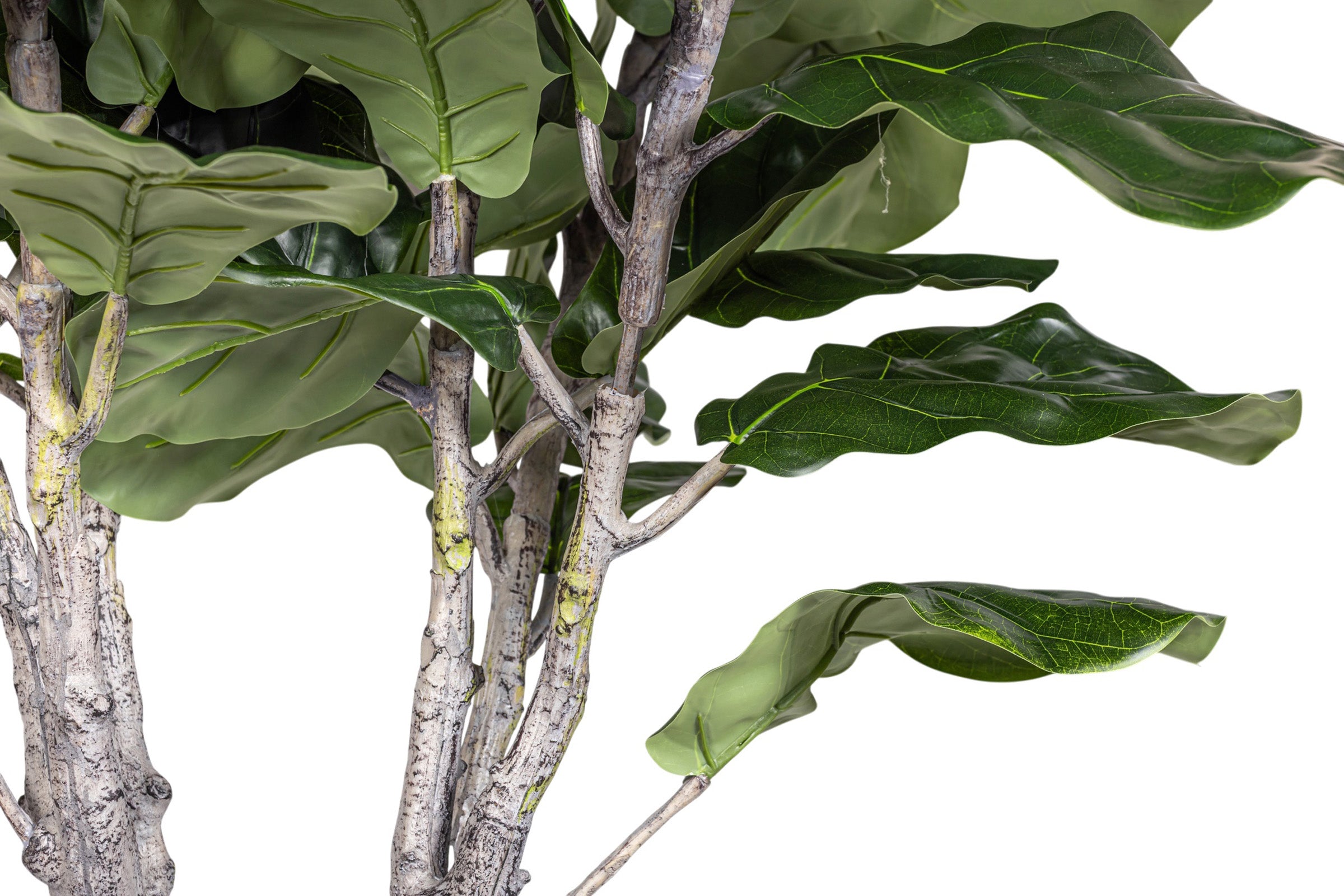 7.5' Fiddle Leaf Fig Tree in Round Tapered Pot with Green Moss