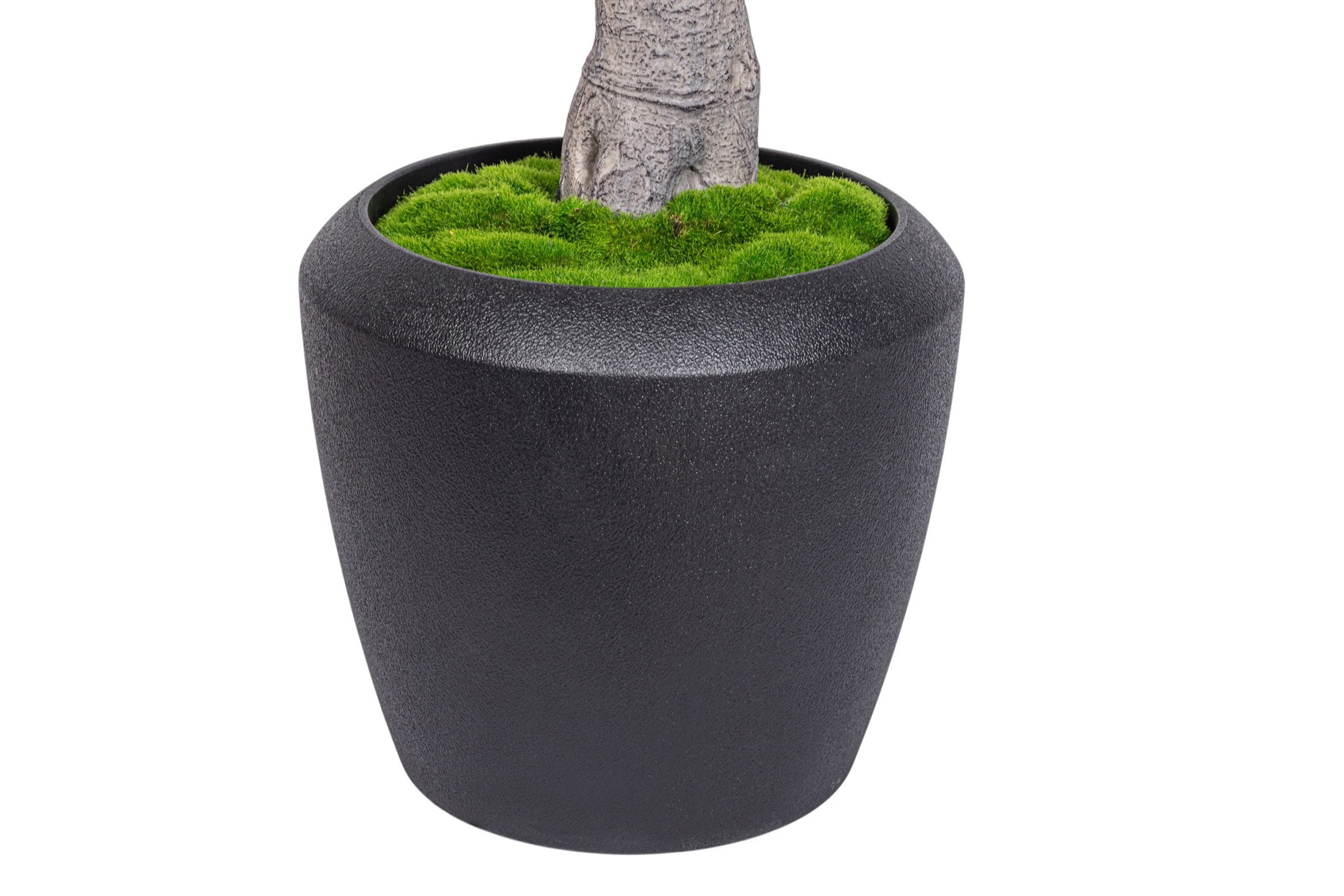 7.5' Fiddle Leaf Fig Tree in Round Tapered Pot with Green Moss