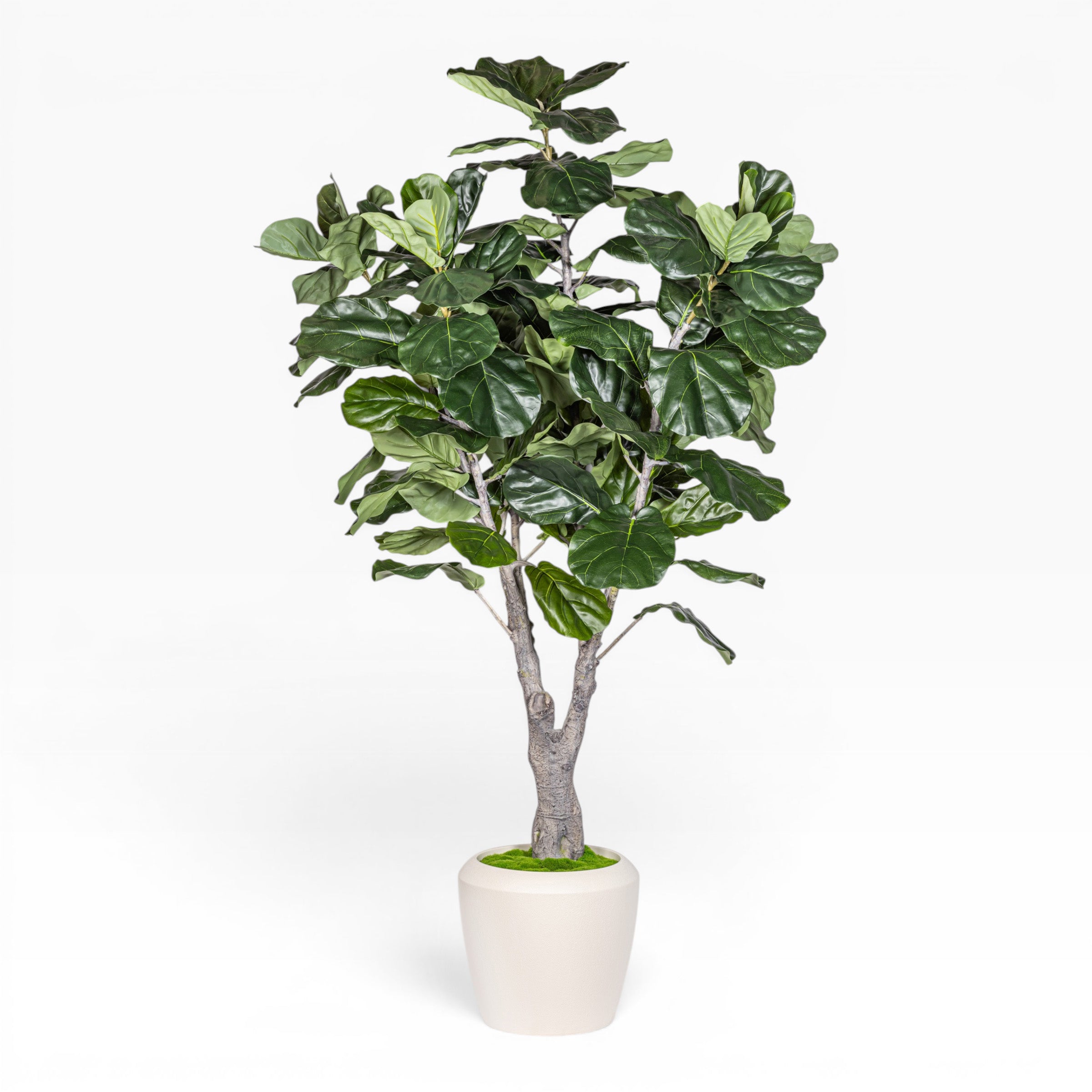 7.5' Fiddle Leaf Fig Tree in Round Tapered Pot with Green Moss