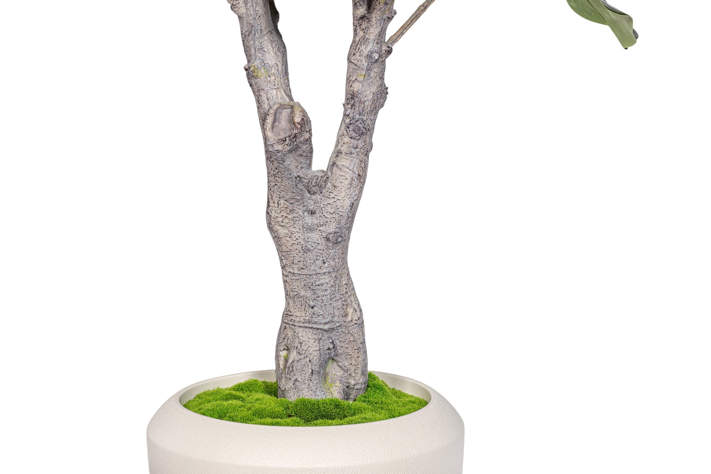 7.5' Fiddle Leaf Fig Tree in Round Tapered Pot with Green Moss