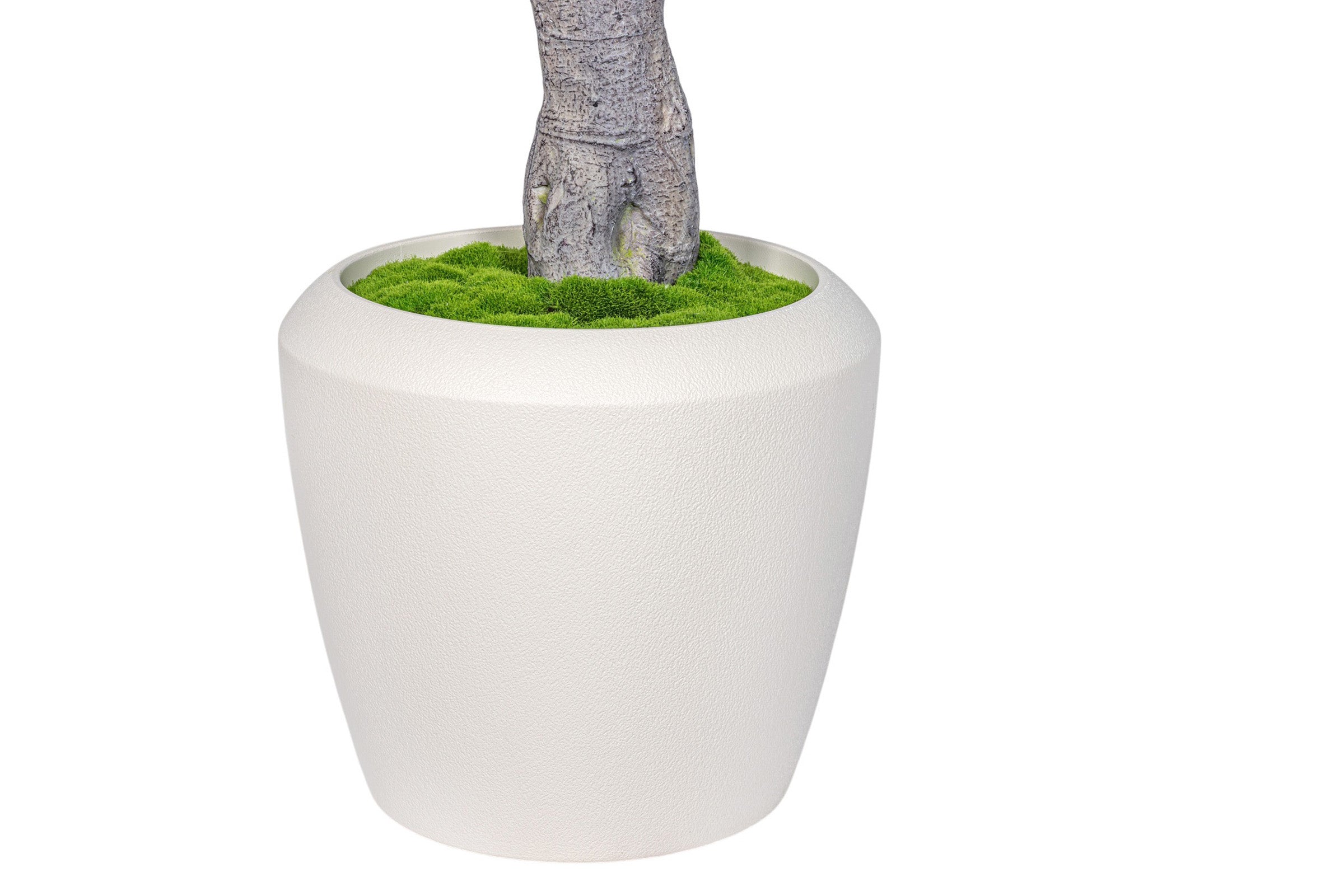7.5' Fiddle Leaf Fig Tree in Round Tapered Pot with Green Moss