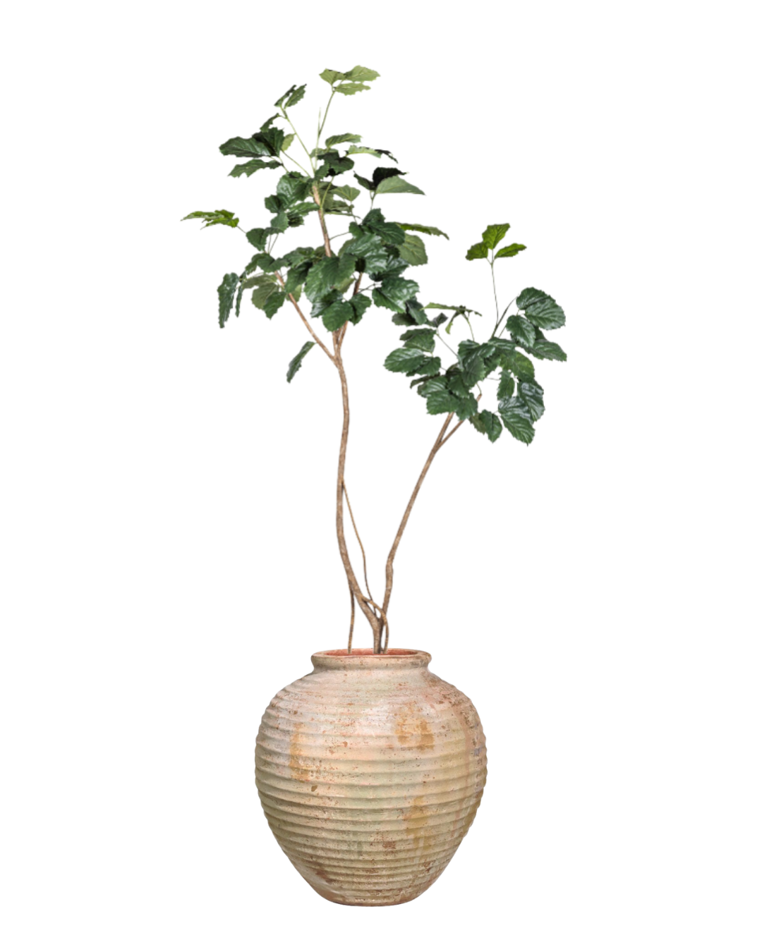 9' Mulberry Tree in Palmer Planter PC1431CN1441