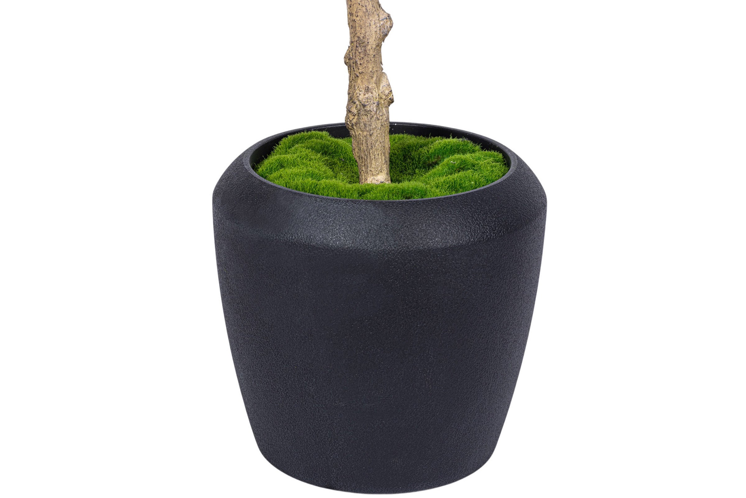 7' Olive Tree in Round Tapered Pot with Green Moss FP1442