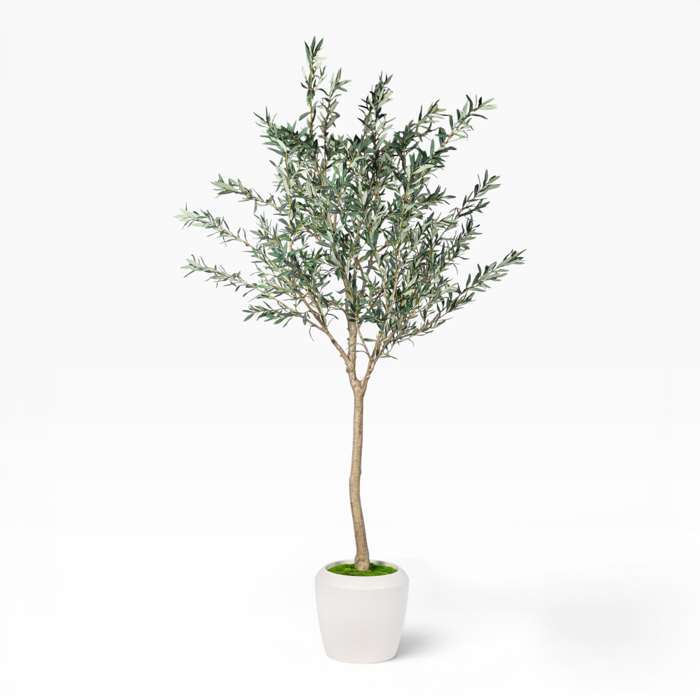 8.5' Olive Tree in Round Tapered Pot with Green Moss FP1444