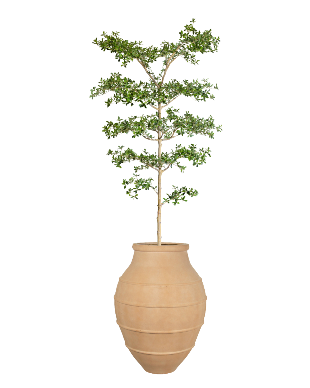 8.5' Shady Lady in Terracotta Croft Planter PC1446CN1312SM
