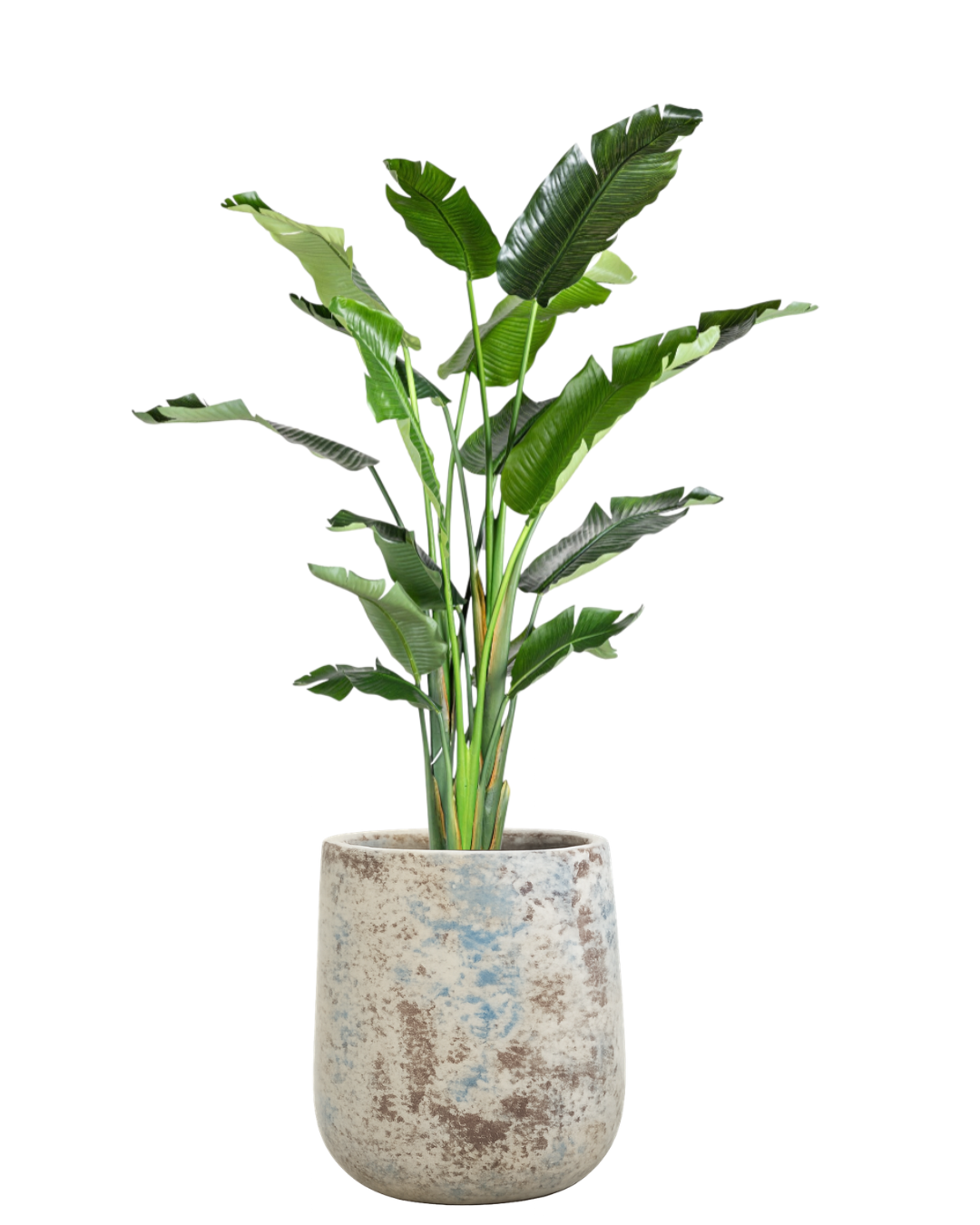 8' Bird of Paradise in Oliver Planter PC1472CN1379LG