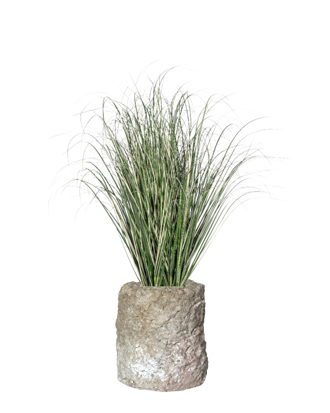 4' Varigated Grass in Crux Planter PC1517CN1468SM
