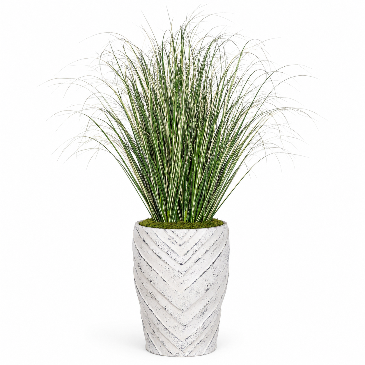 4' Varigated Grass in Small Savoy PC1517CN1472SM