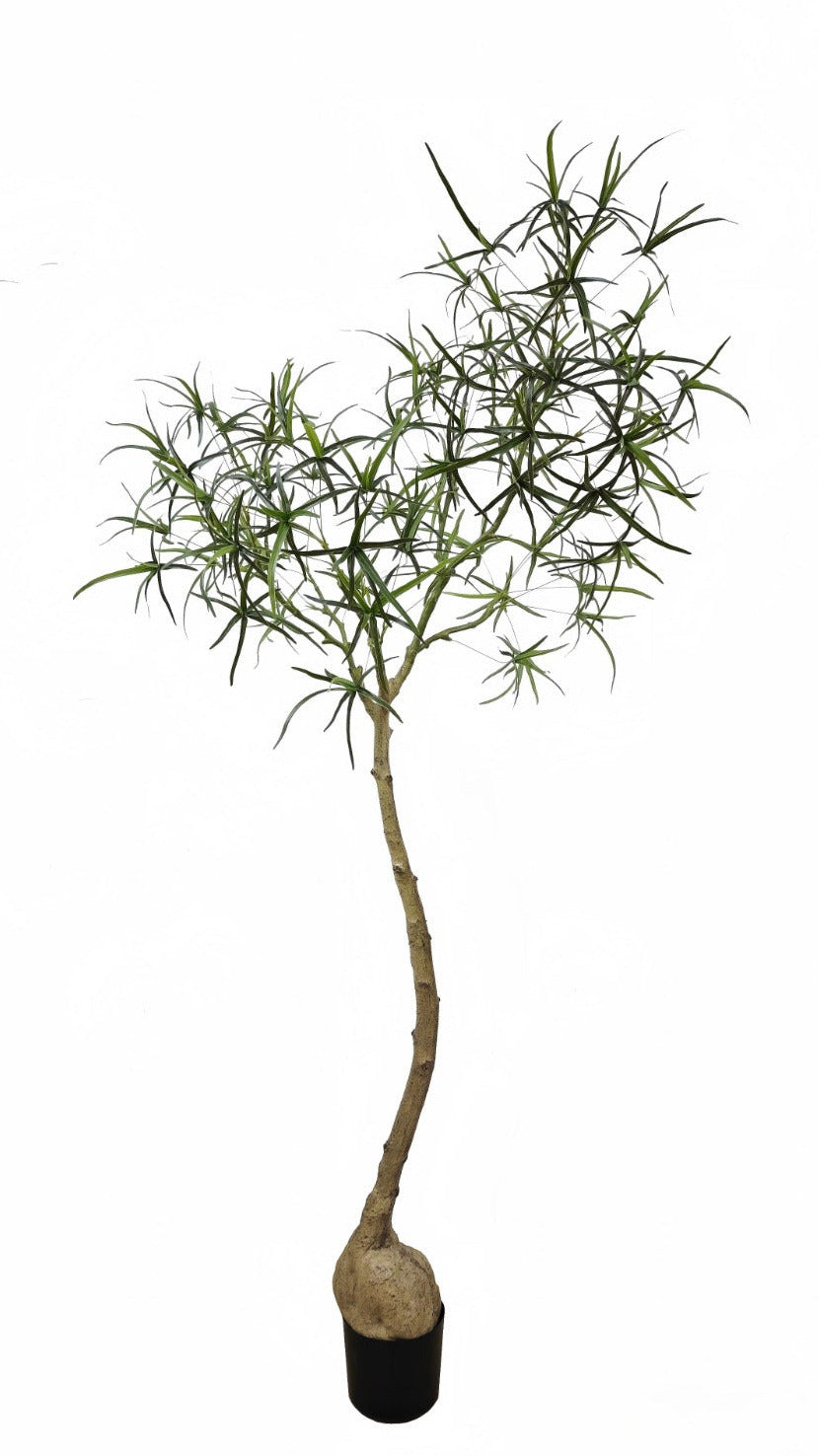 6.5' Queensland Bottle Palm FP1477