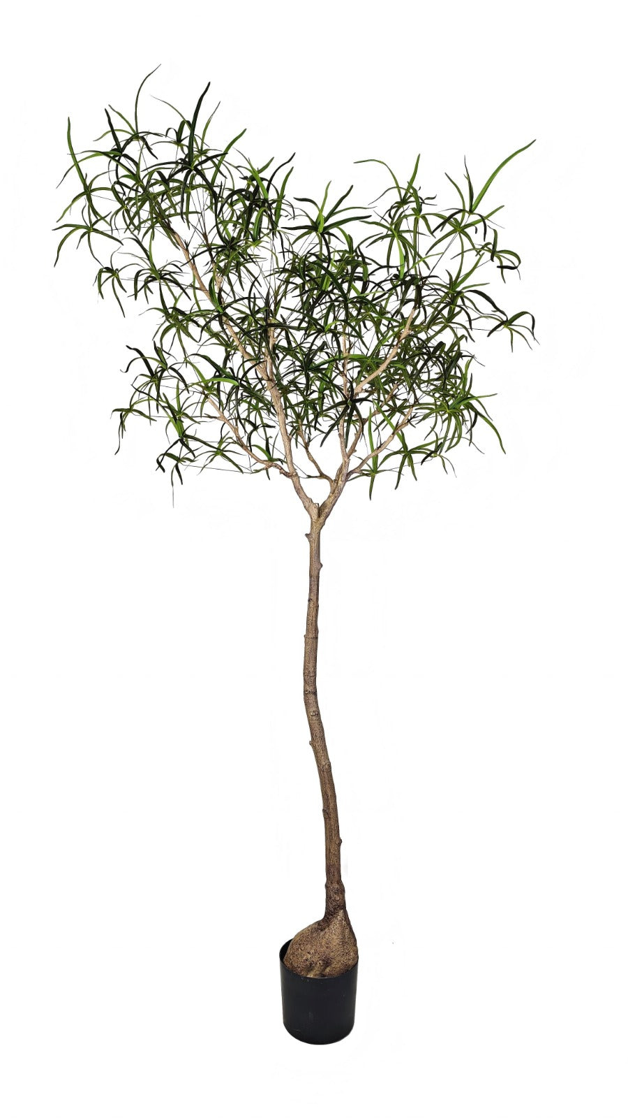 Queensland Bottle Tree in Terracotta Drake Planter with Spanish Moss PC1437CN1385