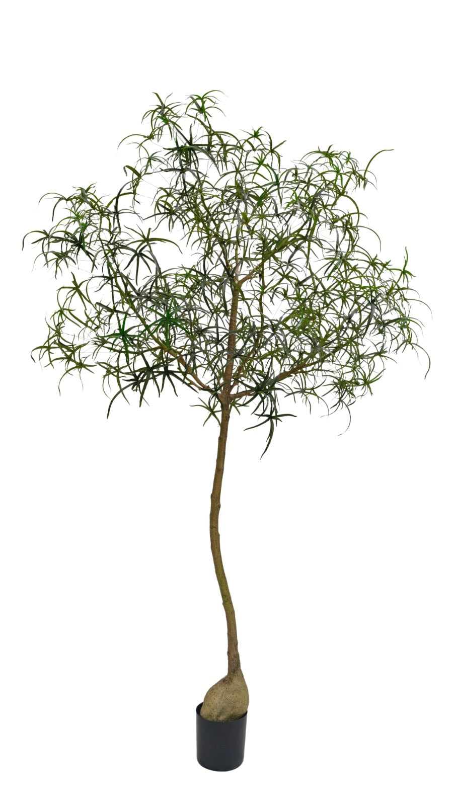 8' Queensland Bottle Tree FP1437