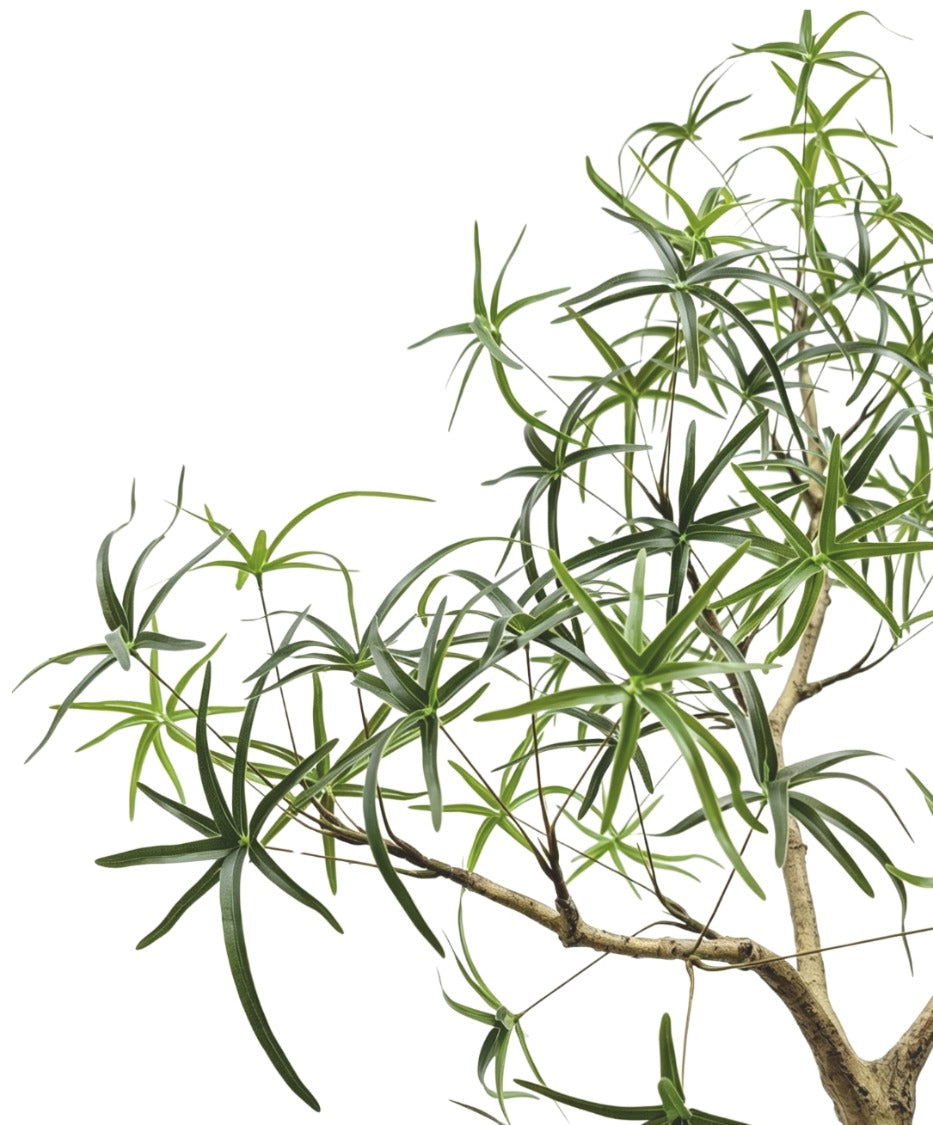 8' Queensland Bottle Tree FP1437