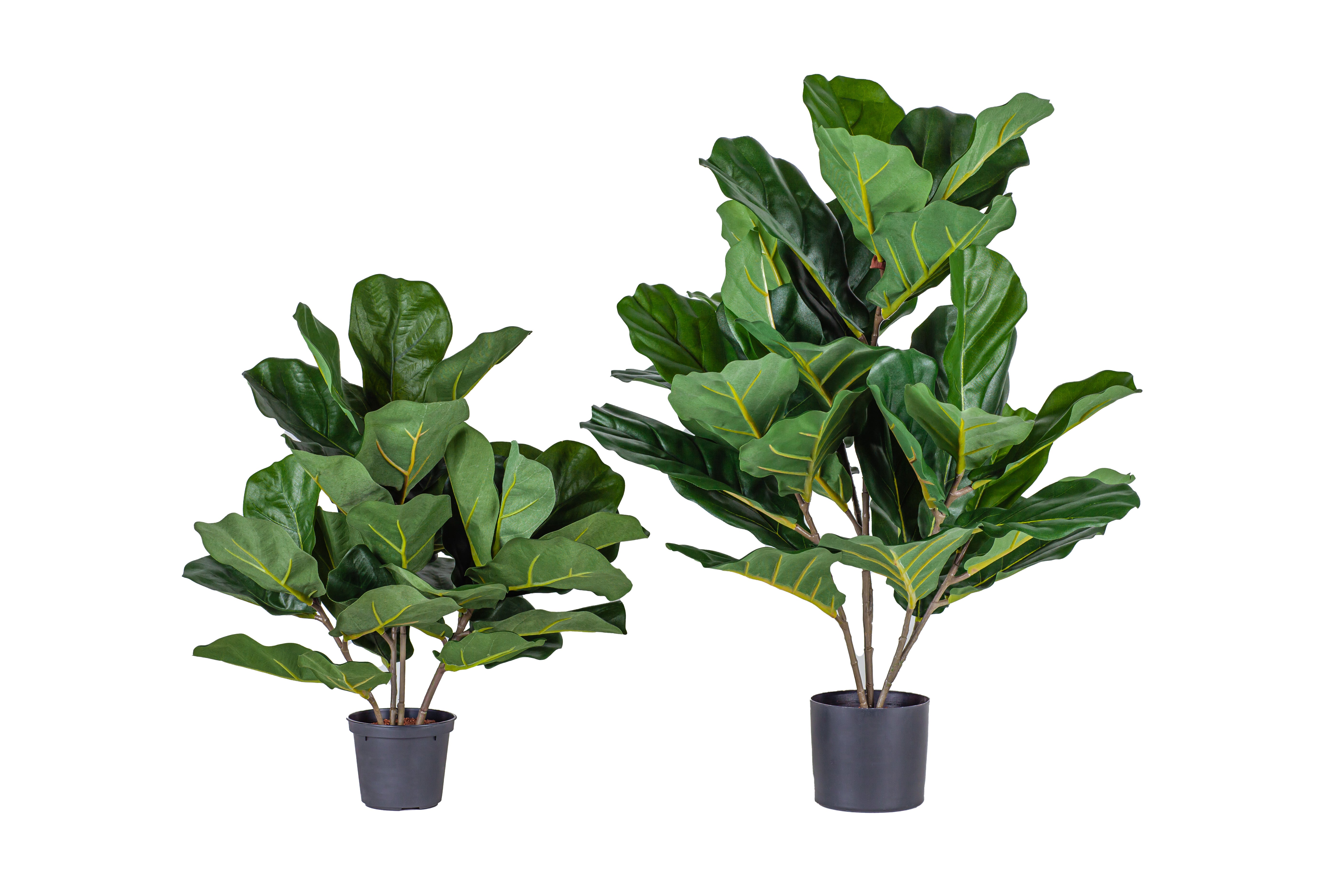 20" Potted Fiddle Leaf Fig Tree PP1028