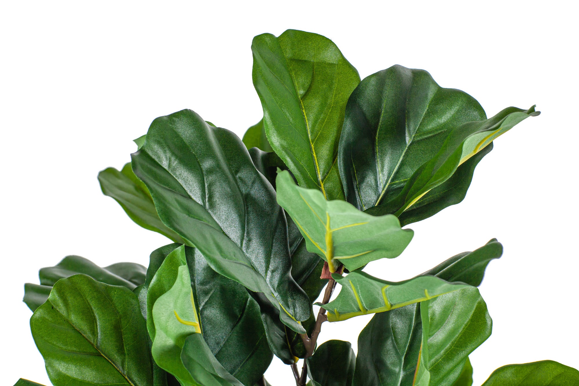 26" Potted Fiddle Leaf Fig Tree PP1029