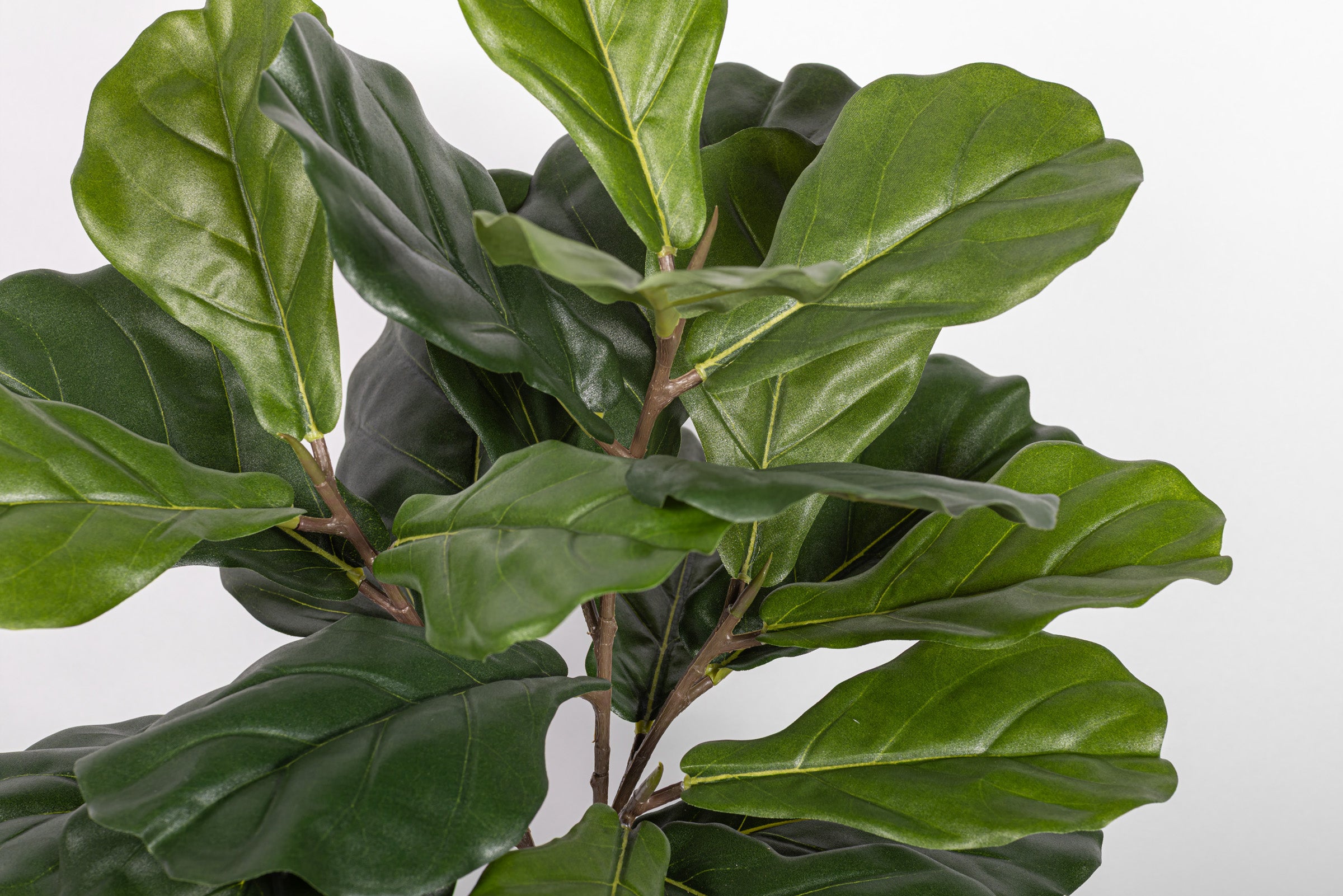 15" Fiddle Leaf Fig Potted Plant PP1064