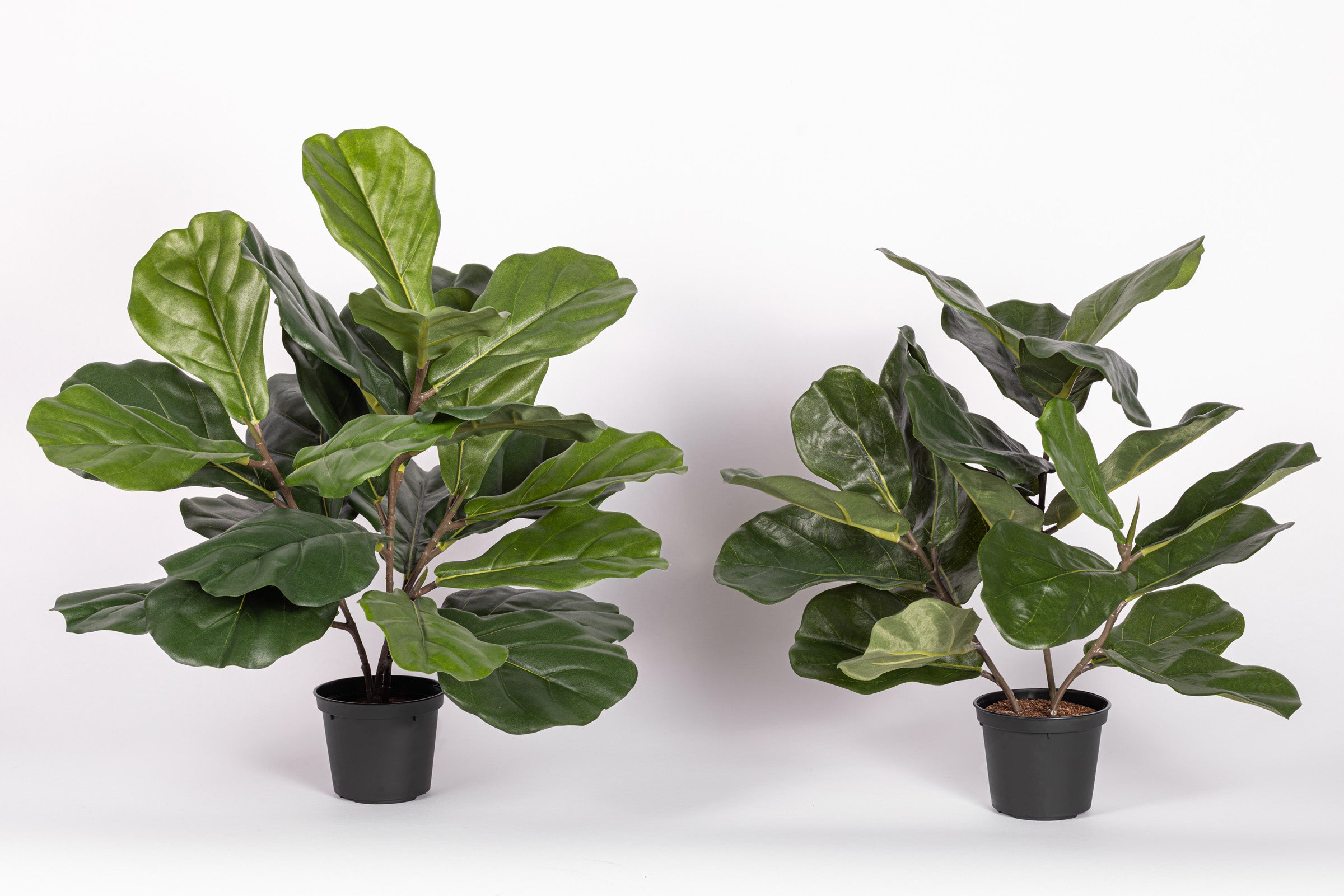 15" Fiddle Leaf Fig Potted Plant PP1064