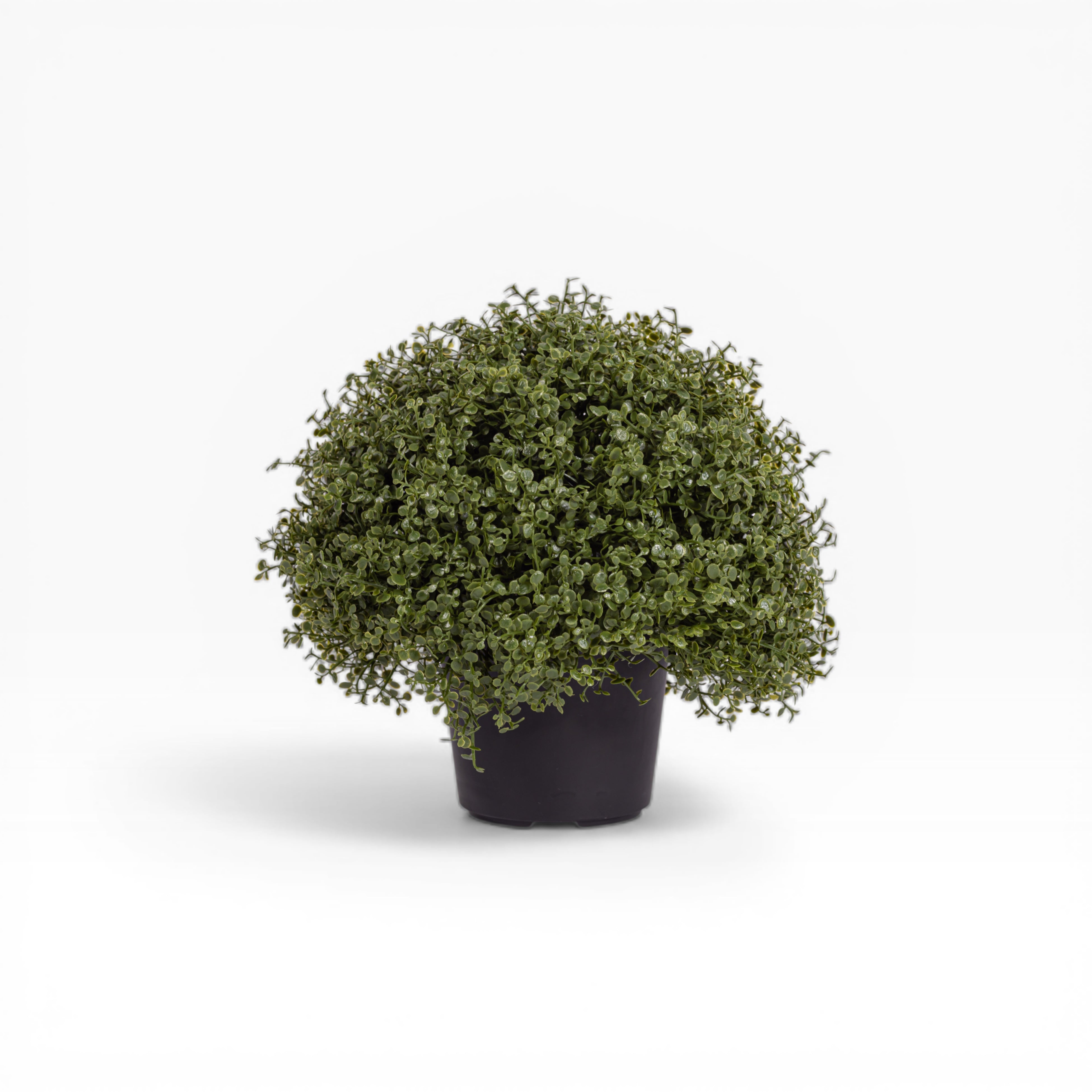 8" Baby Tears Potted Plant PP1070