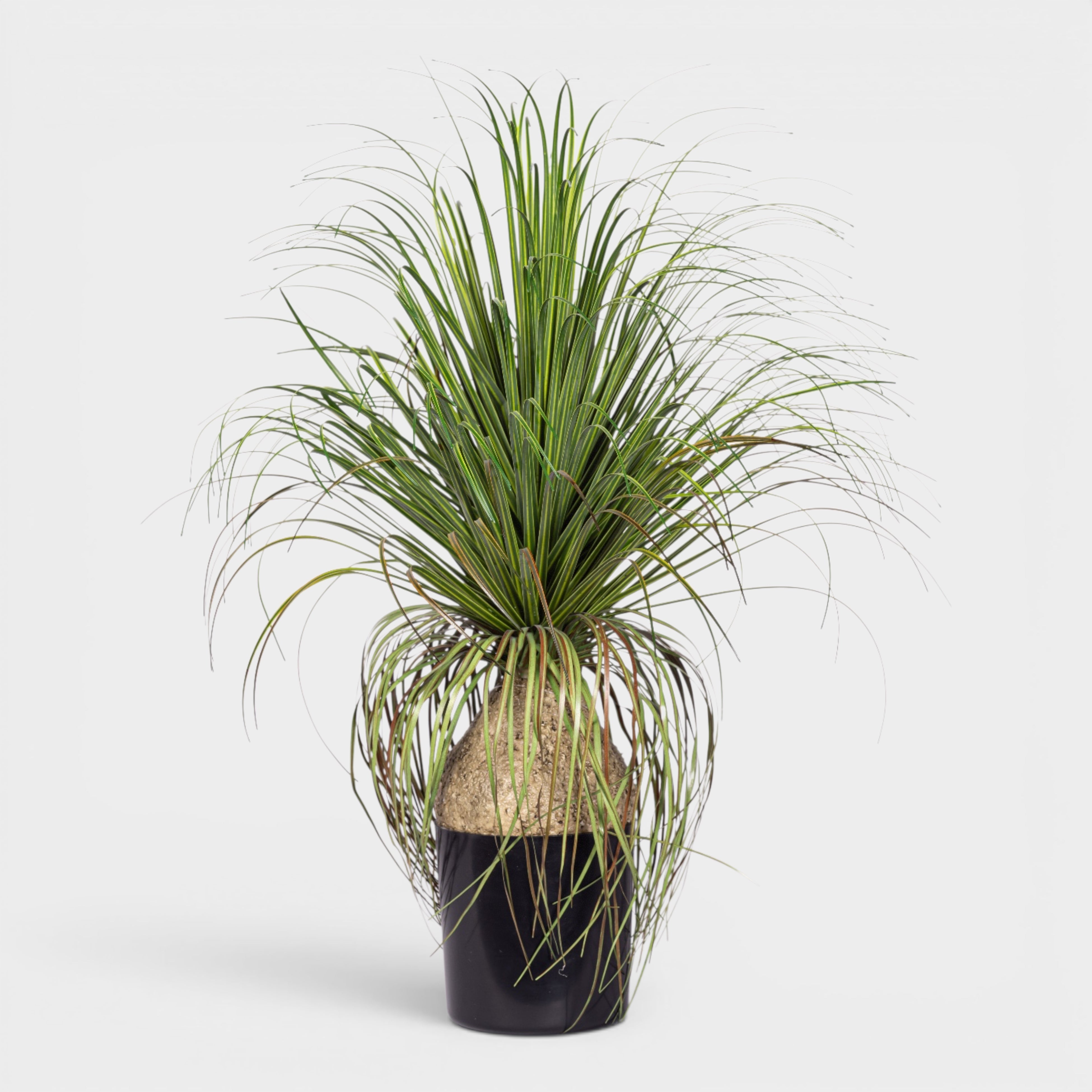 20" Pony Tail Palm - UV Treated PP1072