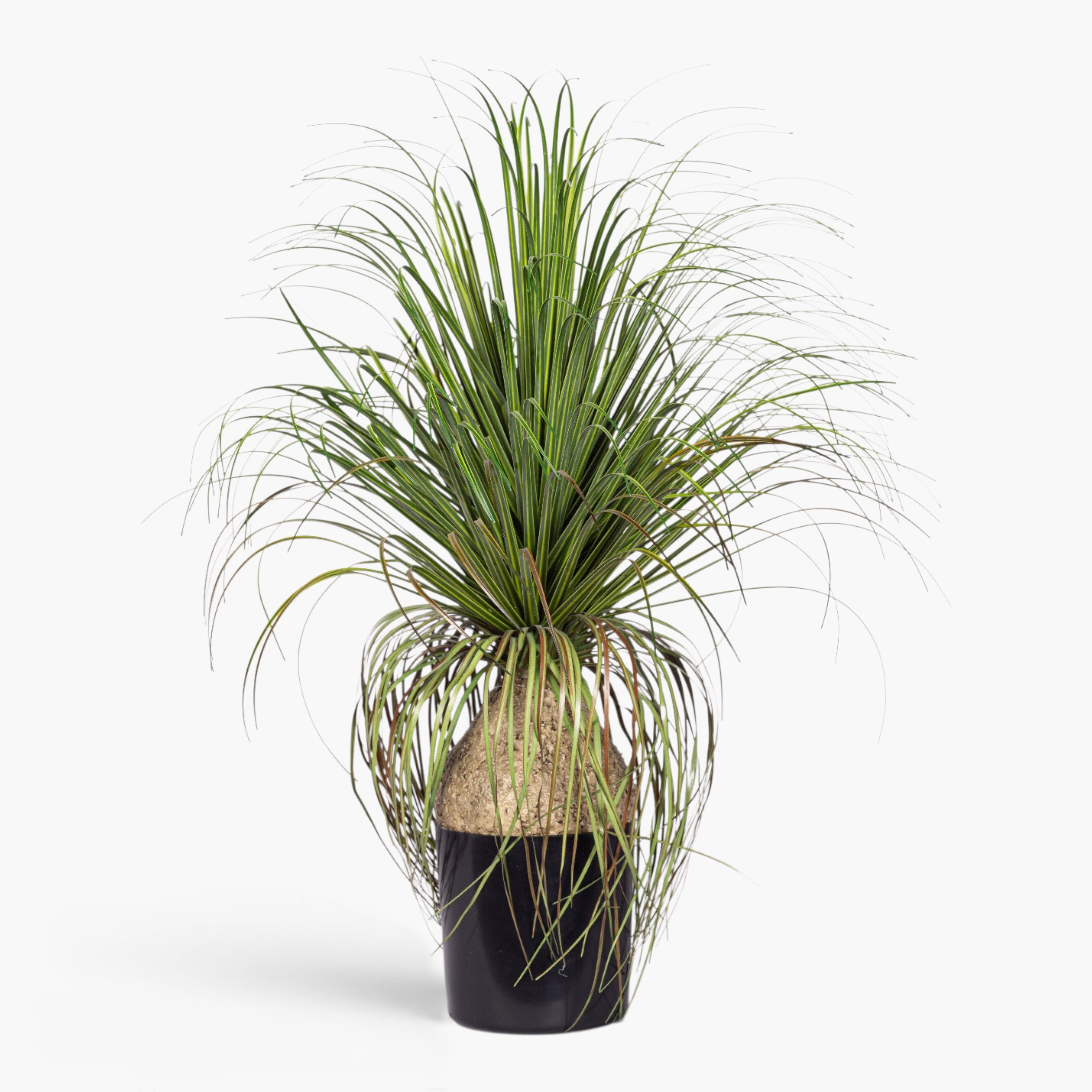 20" Pony Tail Palm - UV Treated PP1072