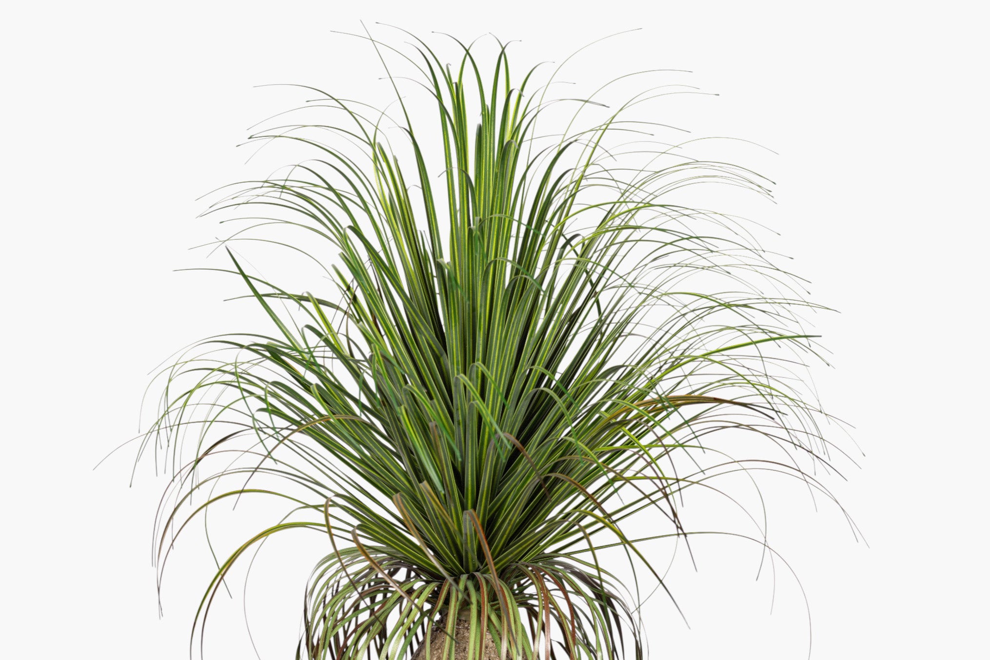 20" Pony Tail Palm - UV Treated PP1072