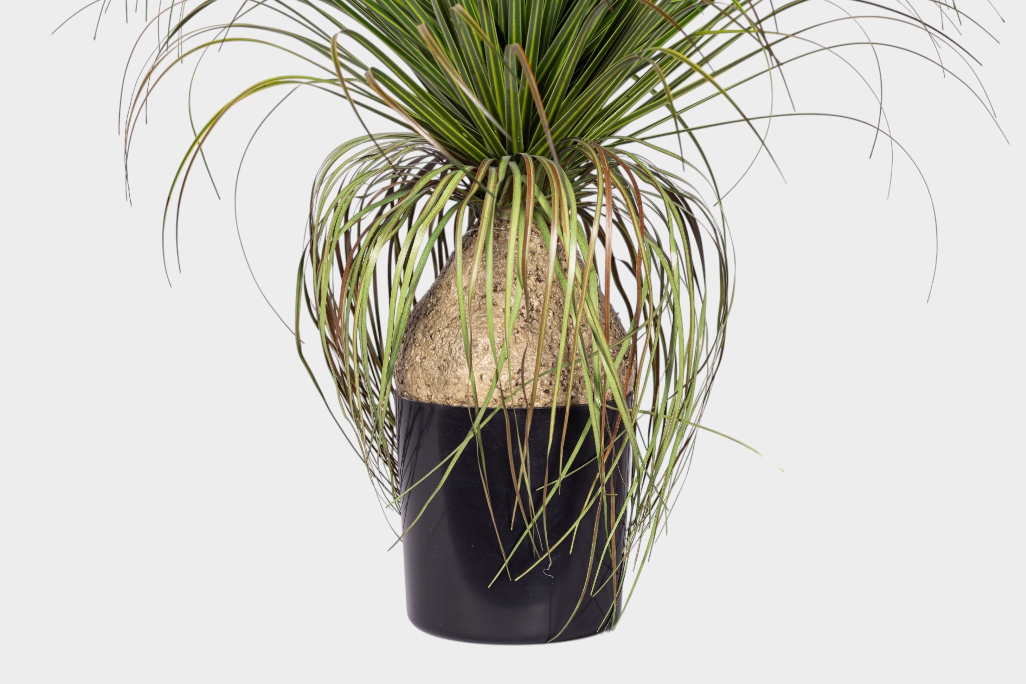 20" Pony Tail Palm - UV Treated PP1072