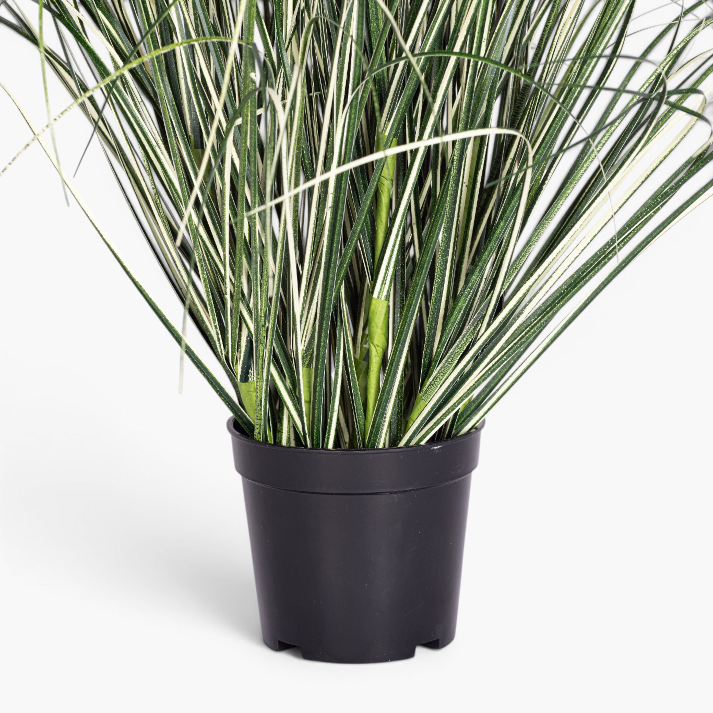 24" Potted Variegated Grass - UV Treated PP1073