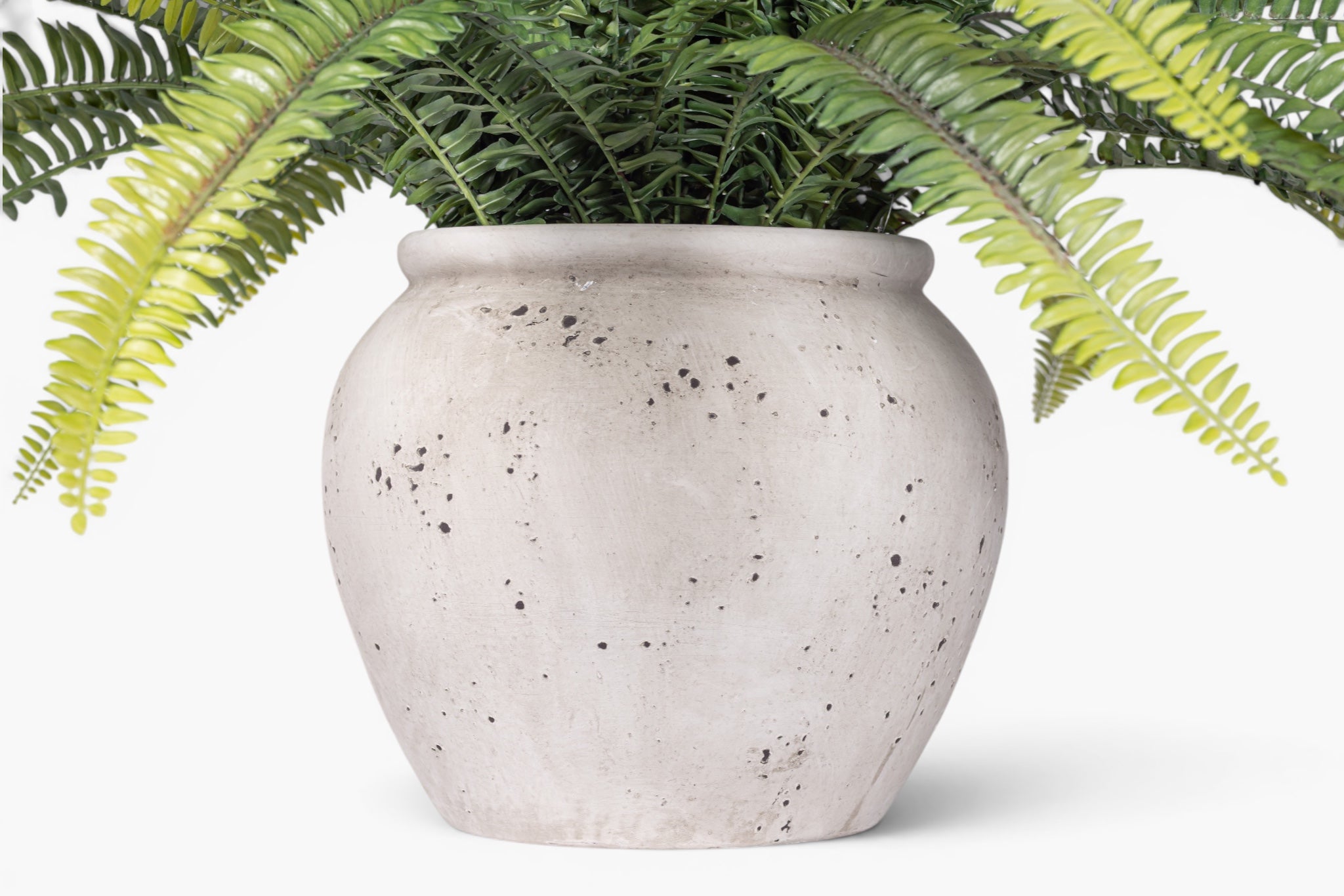 2' Fern Plant PP1078