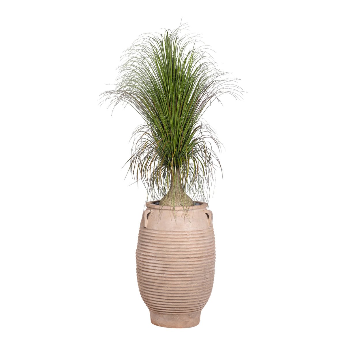 7' Ponytail Palm in Terracotta Mossimo Planter with .5-1" Mixed Rock PC1519CN1427LG