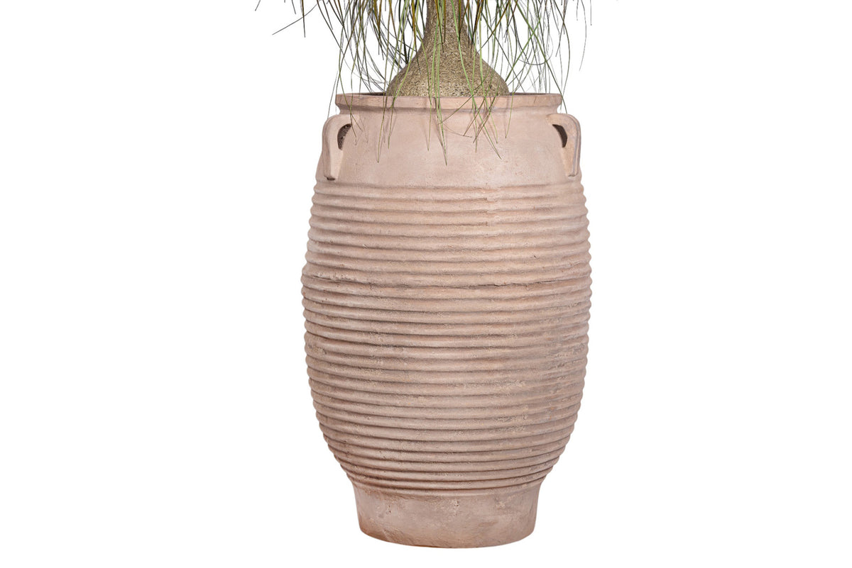7' Ponytail Palm in Terracotta Mossimo Planter with .5-1" Mixed Rock PC1519CN1427LG