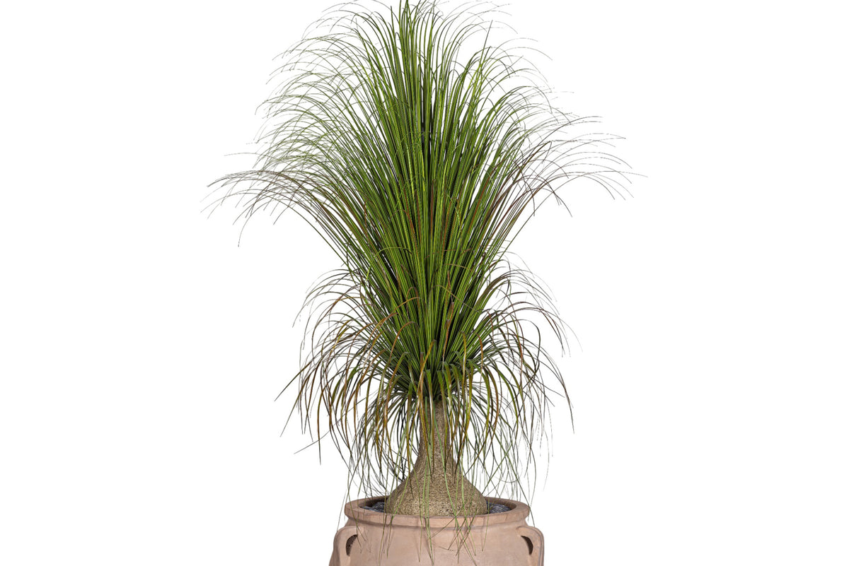 7' Ponytail Palm in Terracotta Mossimo Planter with .5-1" Mixed Rock PC1519CN1427LG
