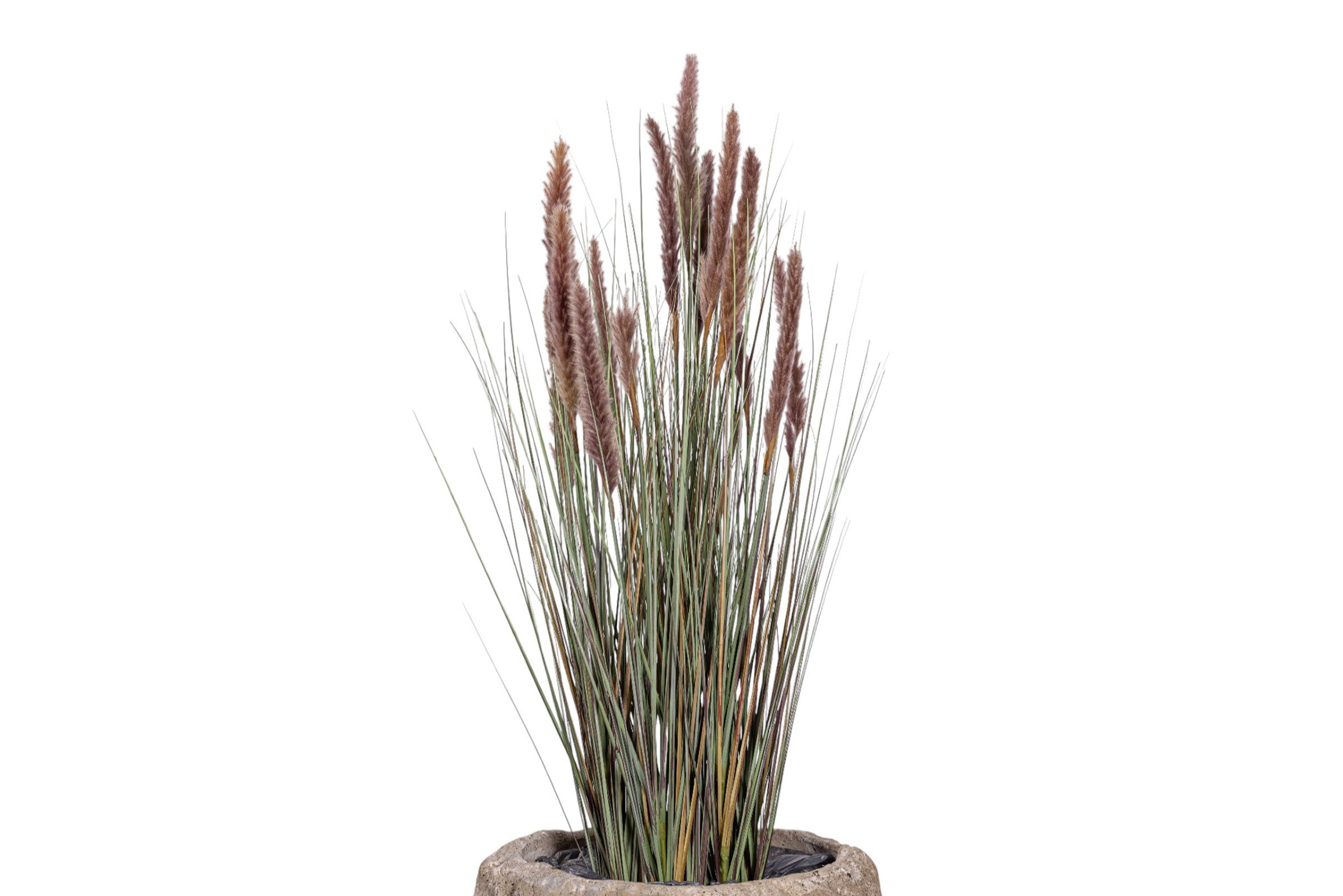 4' Foxtail Plant in Crux Planter PC1479CN1392LG