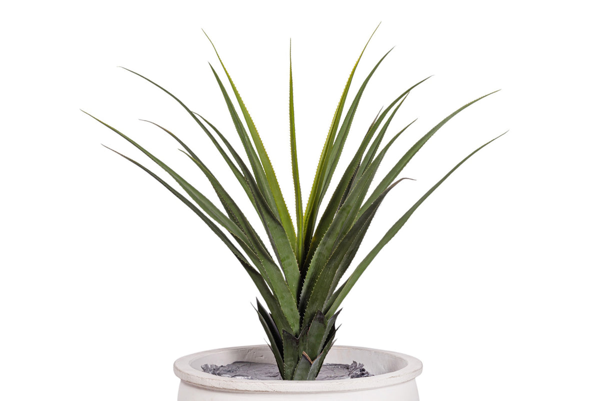 43" Pandanus Plant in White Enzo Planter with .5-1" Gold Rock PC1245CN1430LG