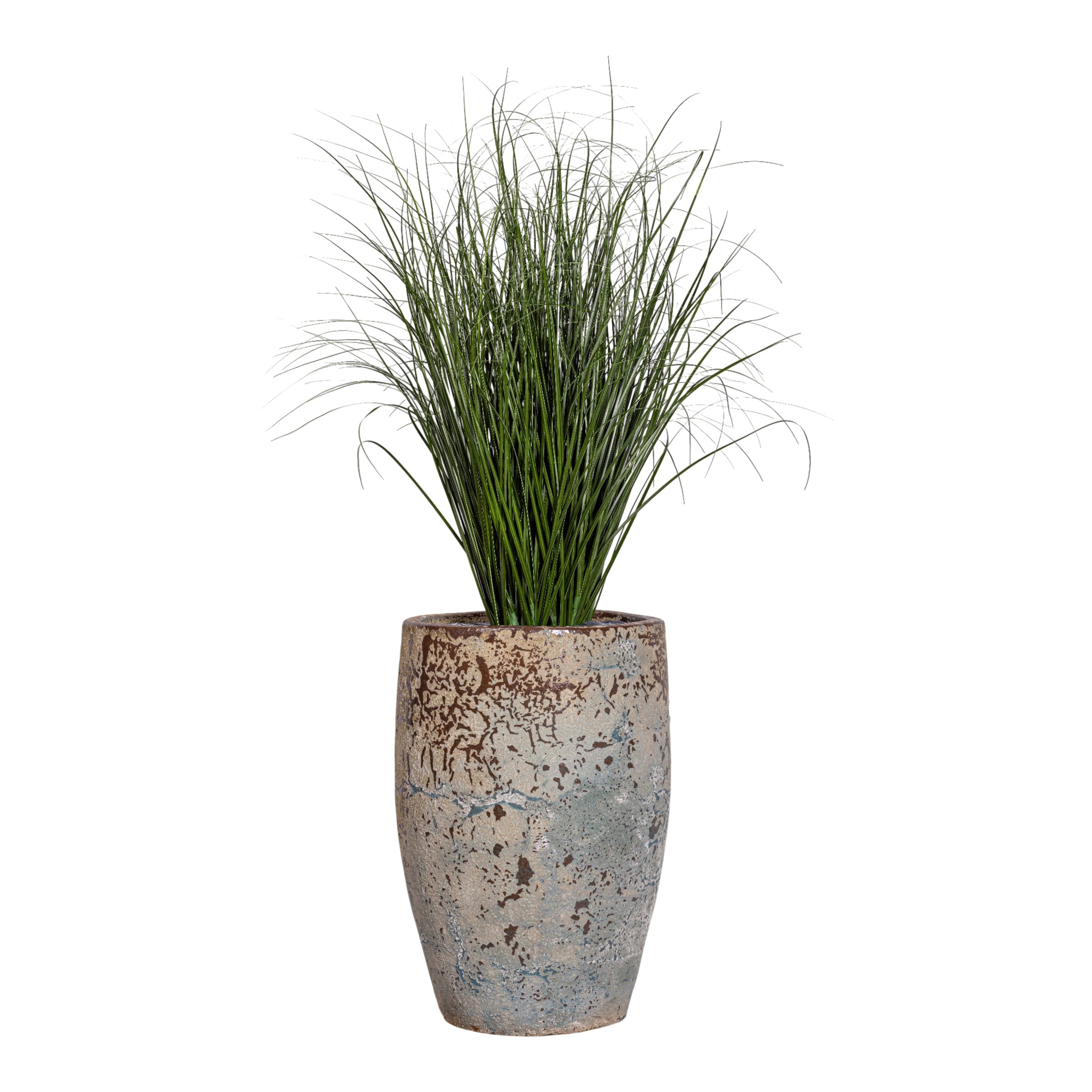 4.5' Grass Plant in Argos Planter with Spanish Moss PC1516CN1373SM